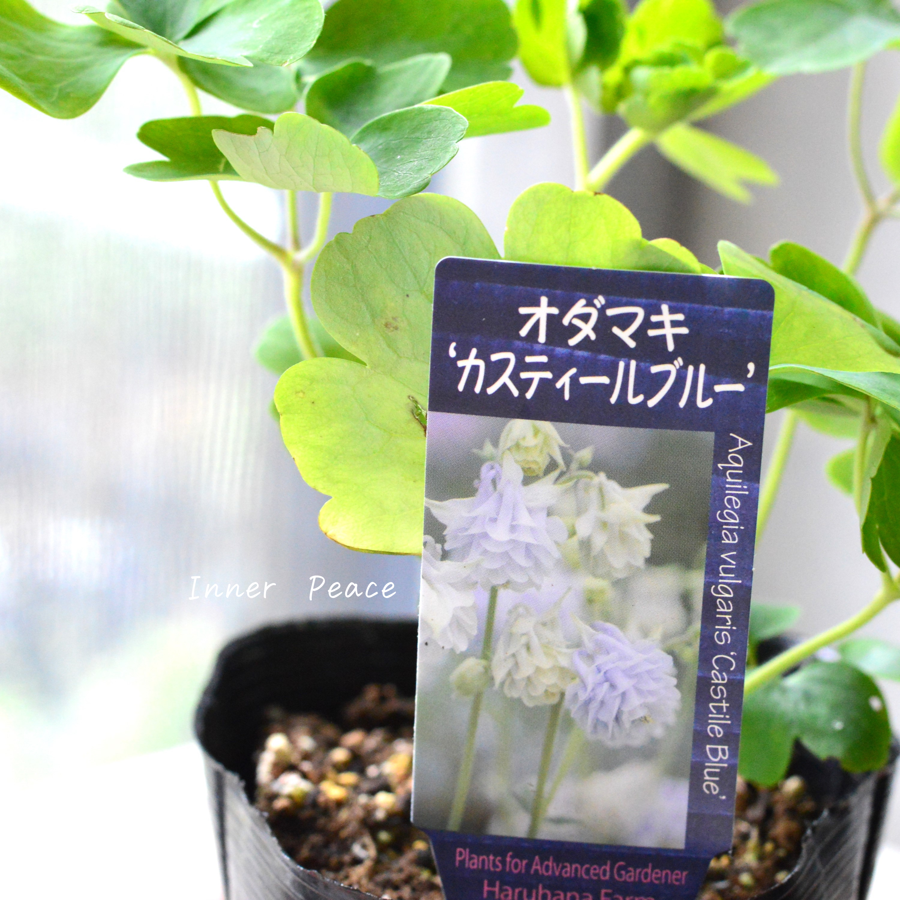 【希少】 八重咲きオダマキ 『カスティールブルー』 3.5寸POT