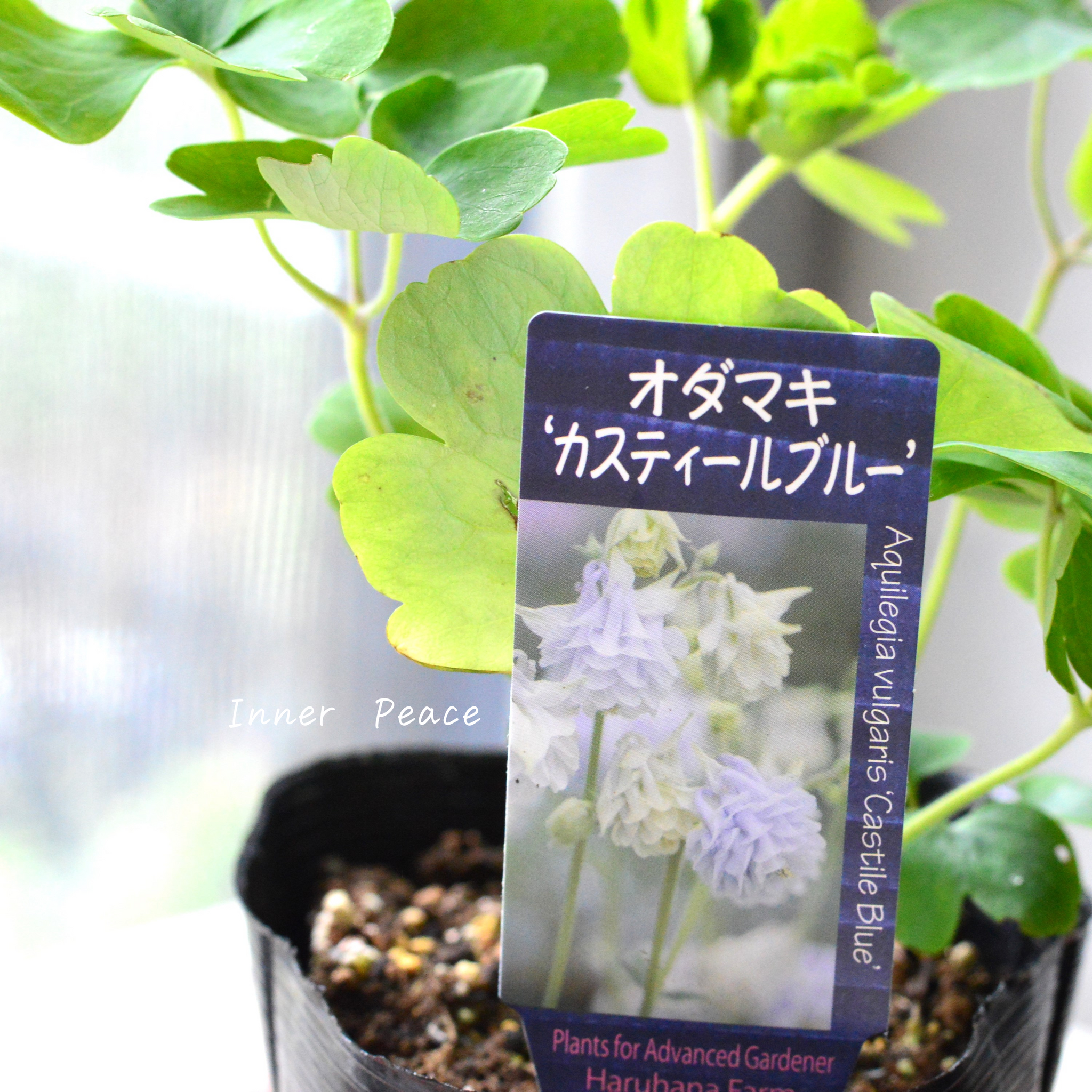 9ea56a19cbe3933b9d8c703a101a6e