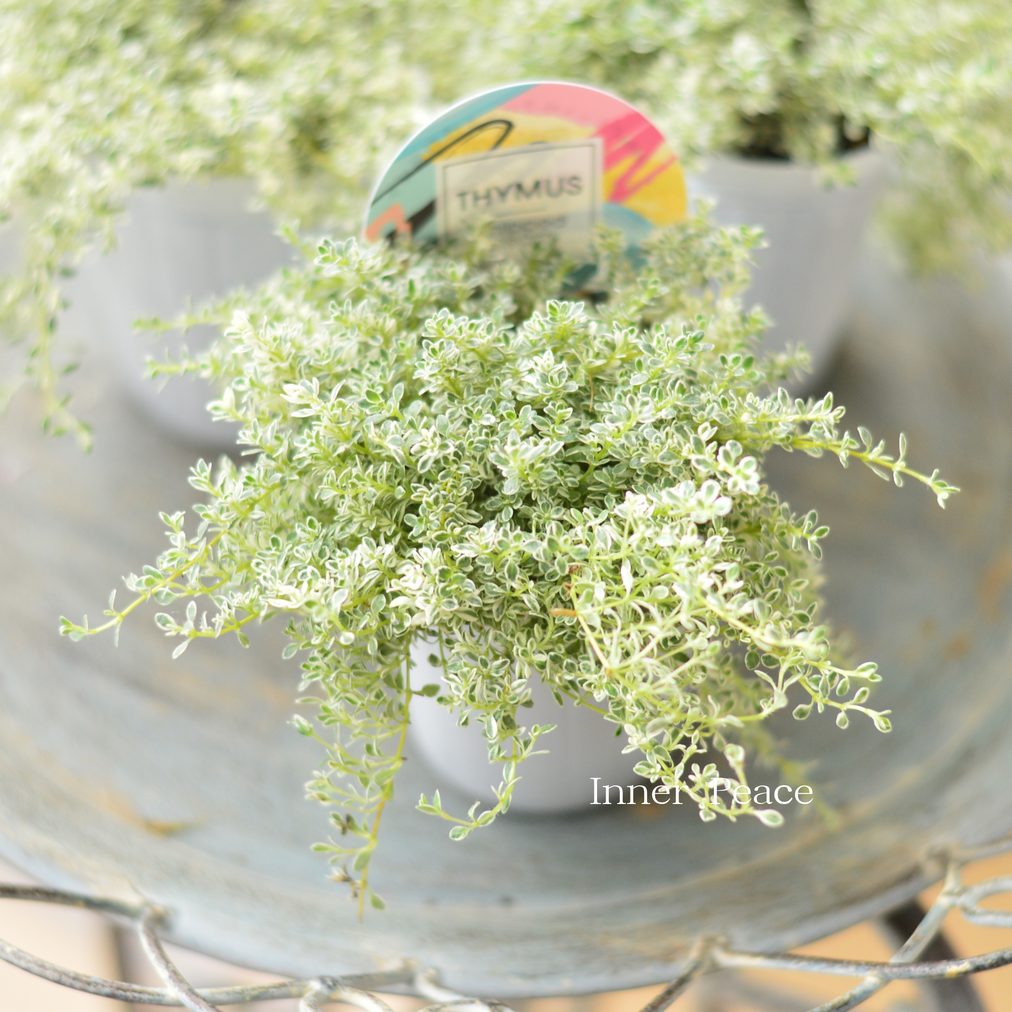 白斑入り】 クリーピングタイム 『ホイップクリーム』 2.5寸POT