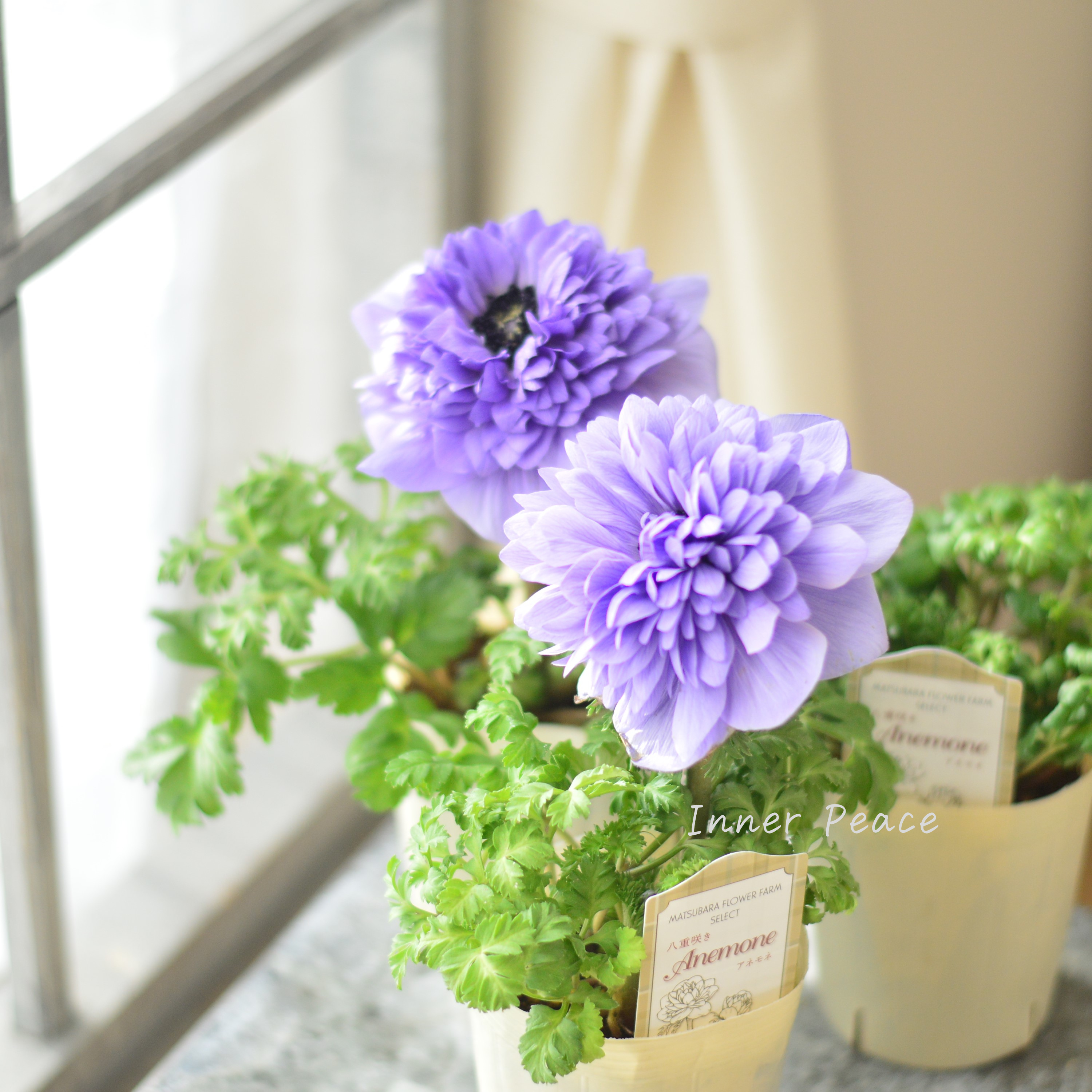 【希少】 アネモネ レバンテ 『アズーロ・ライトブルー』 3寸ロングPOT