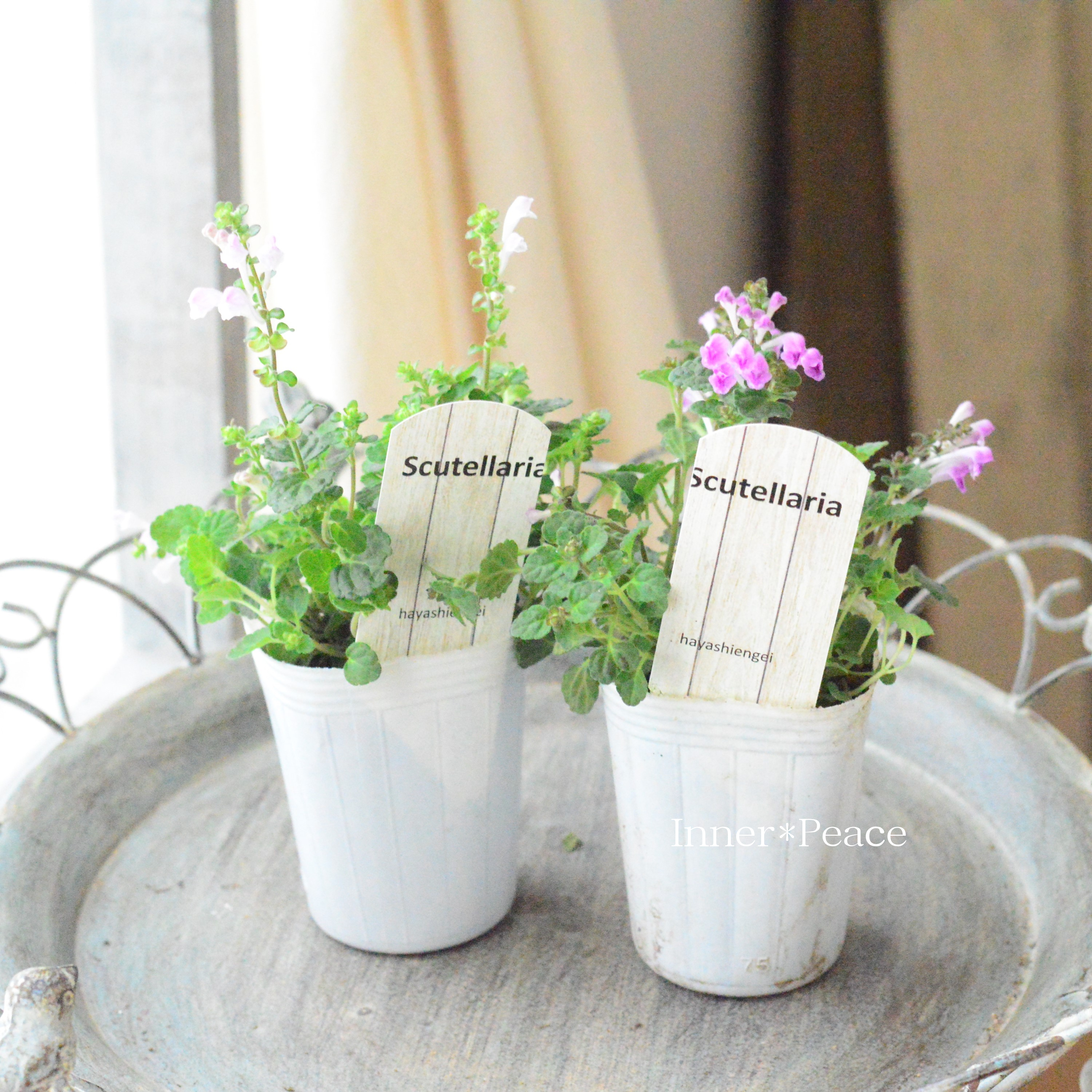 【美しい】 スクテラリア(タツナミソウ) 『ピンク』 2.5寸POT