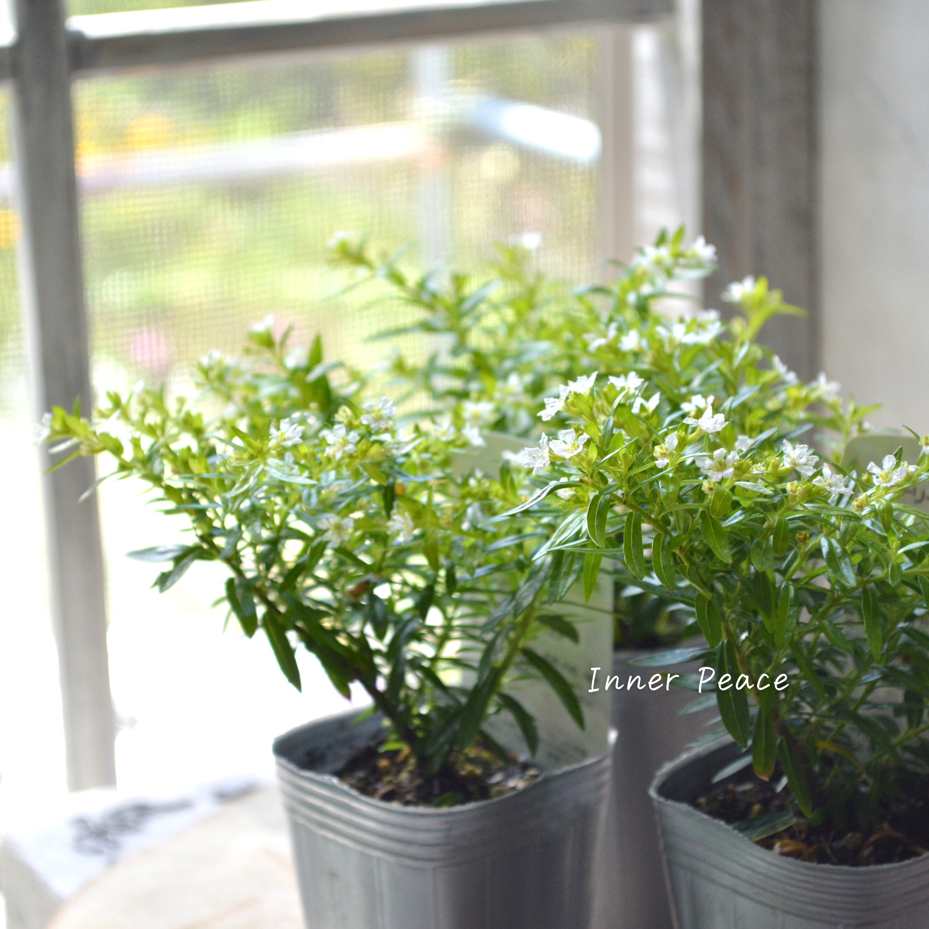 【暑さに強い】 クフェア 『フローリーグローリー』 3寸POT