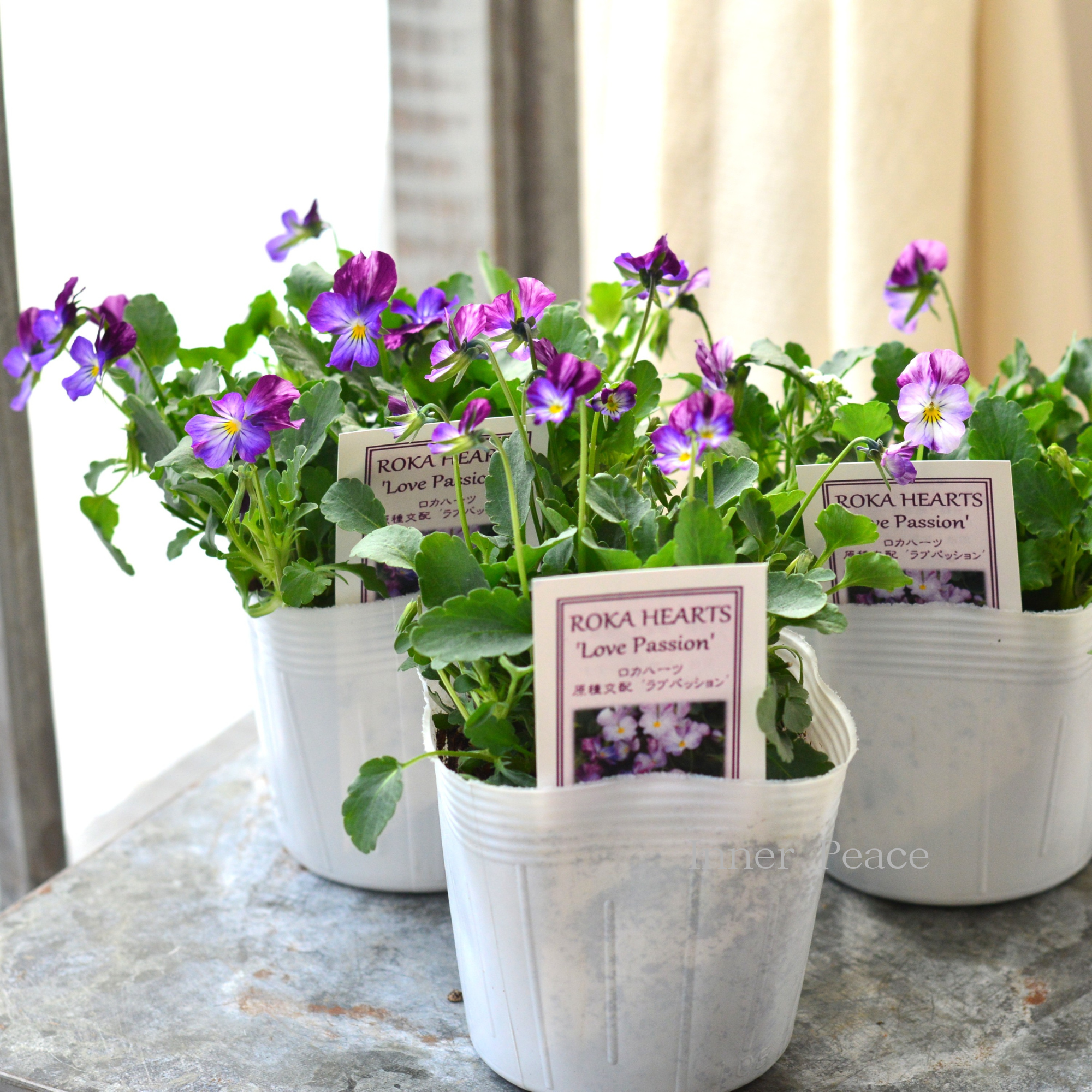 【美しい】 ビオラ ロカハーツ 『ラブパッション』 3.5寸POT