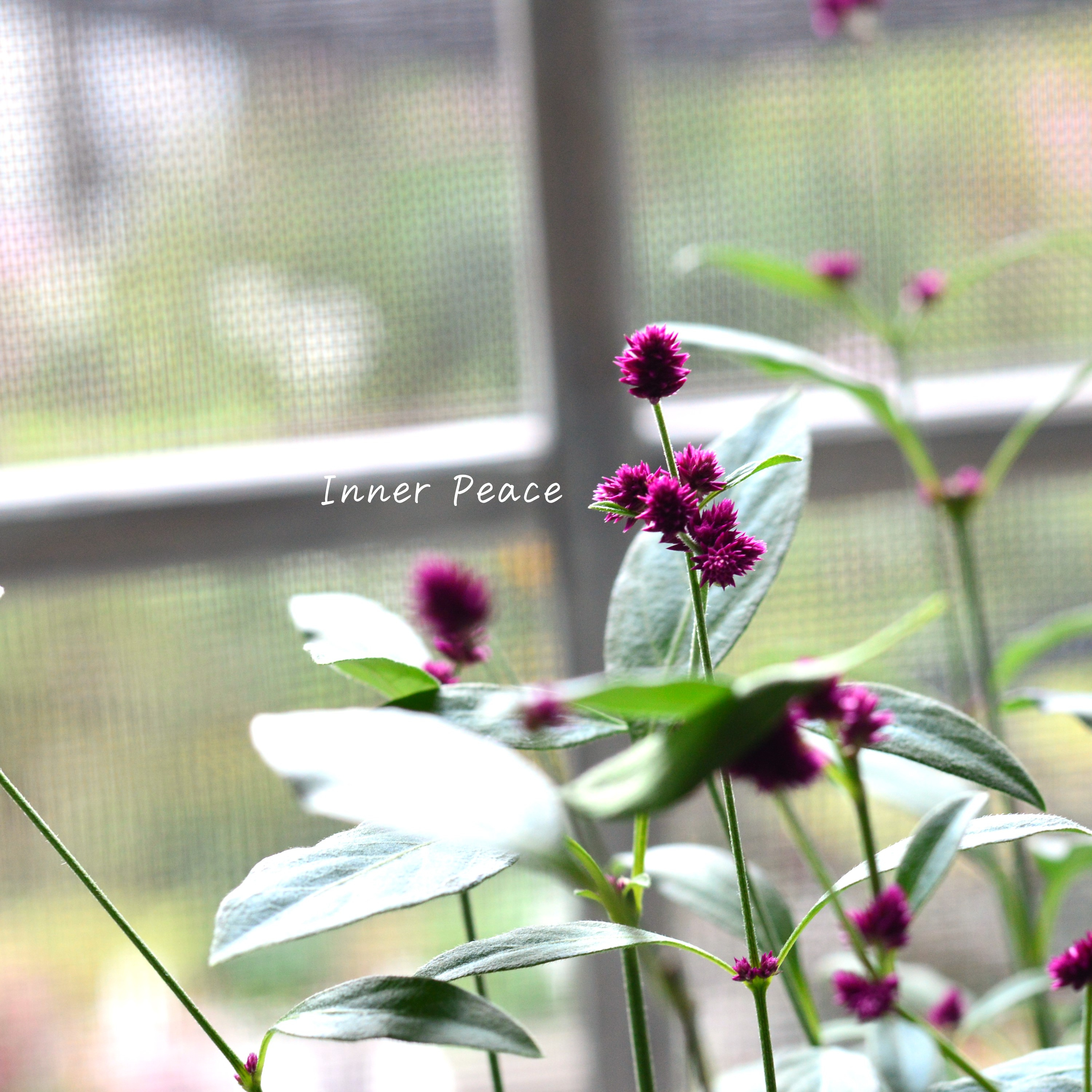 【かわいい】 アルテルナンテラ 『千紅花火』 3寸POT