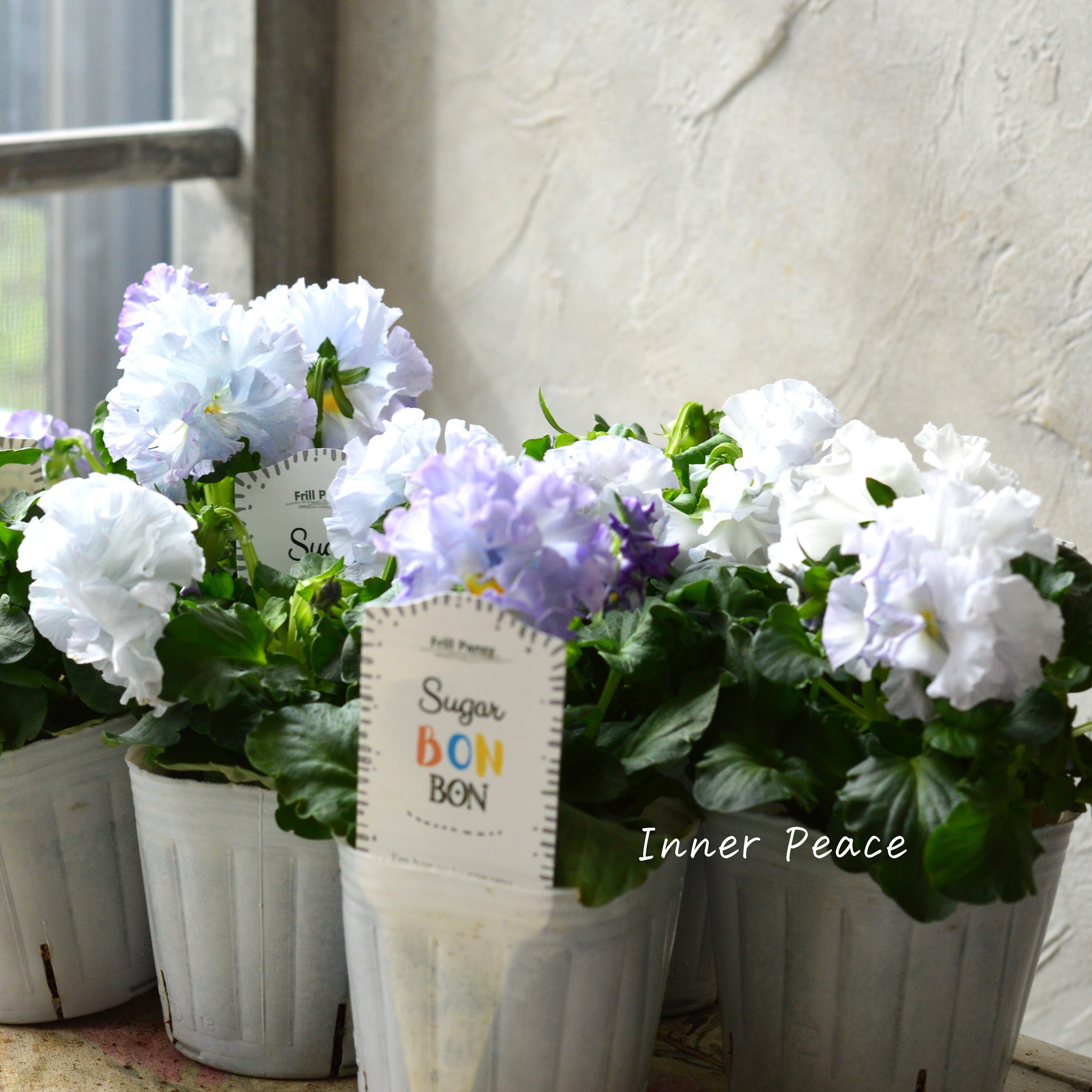 【湘南Berryさん】 フリルパンジー 『シュガーボンボン・ブルー系』 3寸POT