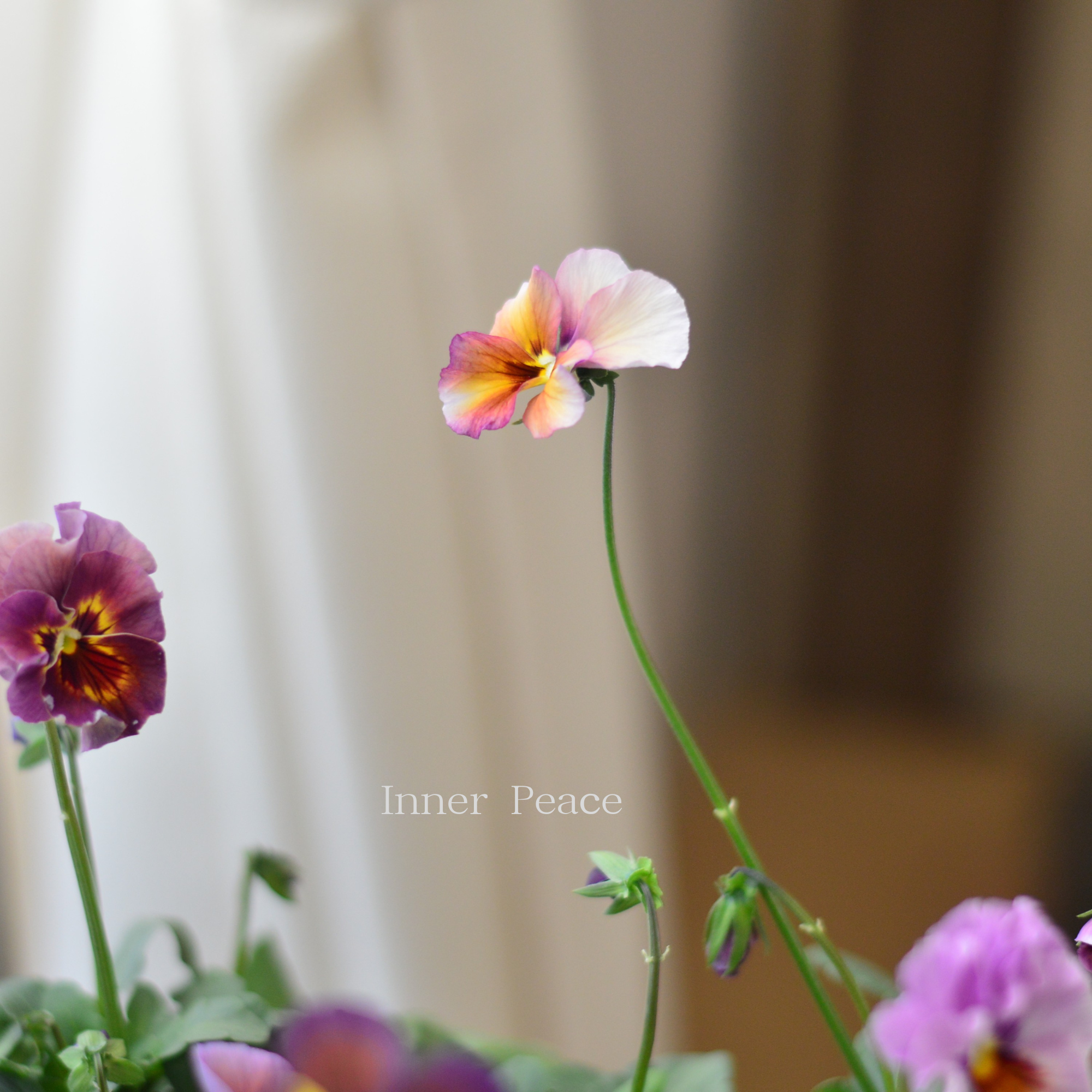 【吉村龍典さん育種ビオラ】 君待ちシリーズ 3.5寸POT