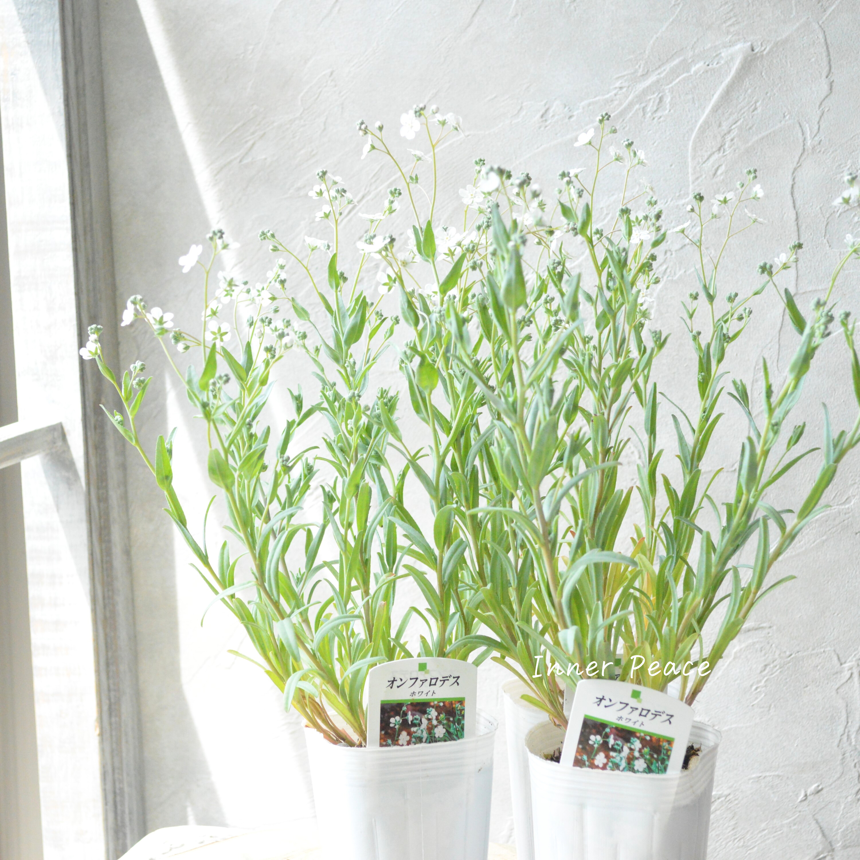 【かわいい】 オンファロデス 『リニフォリア』植え込み用 3寸ロングPOT