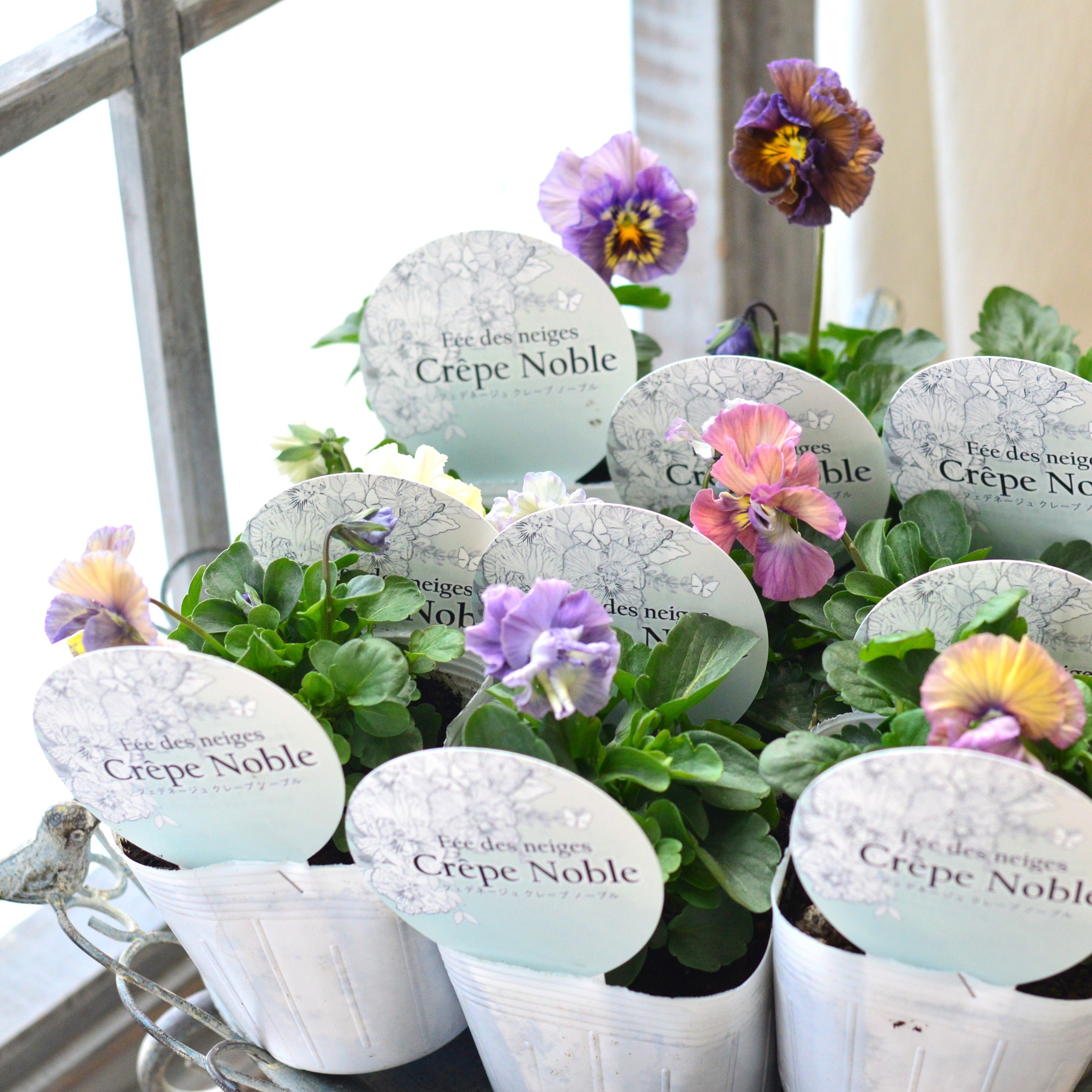 【美しい】 パンジー 『フェデネージュ・クレープノーブル』 3.5寸POT