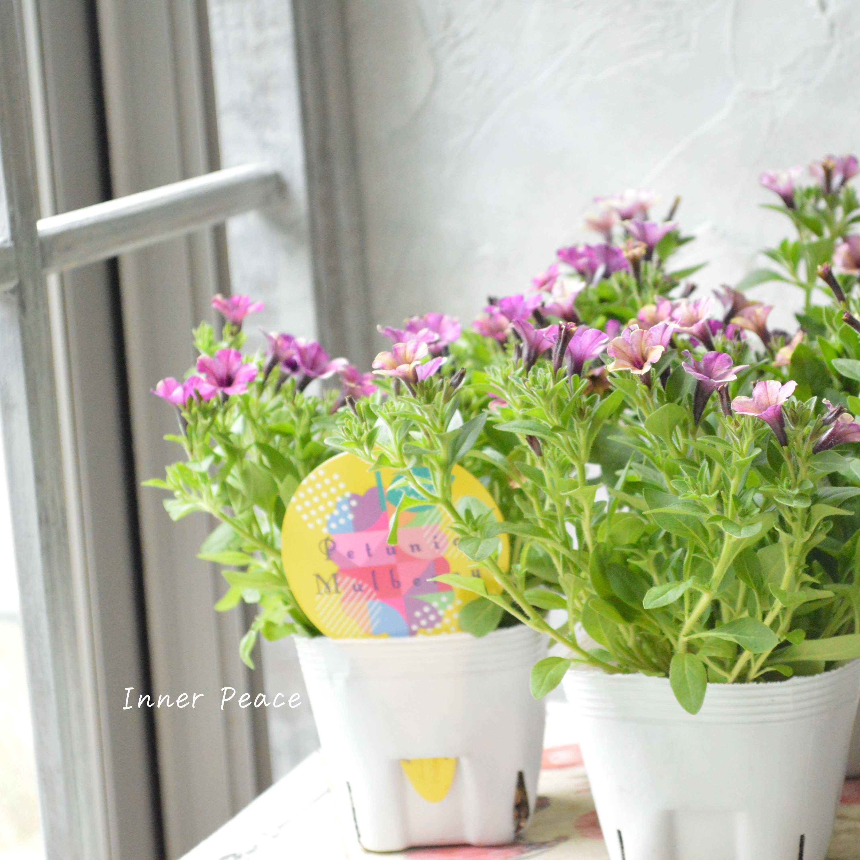 【花芳さんオリジナル】 小輪ペチュニア 『マルベリー』 3.5寸POT