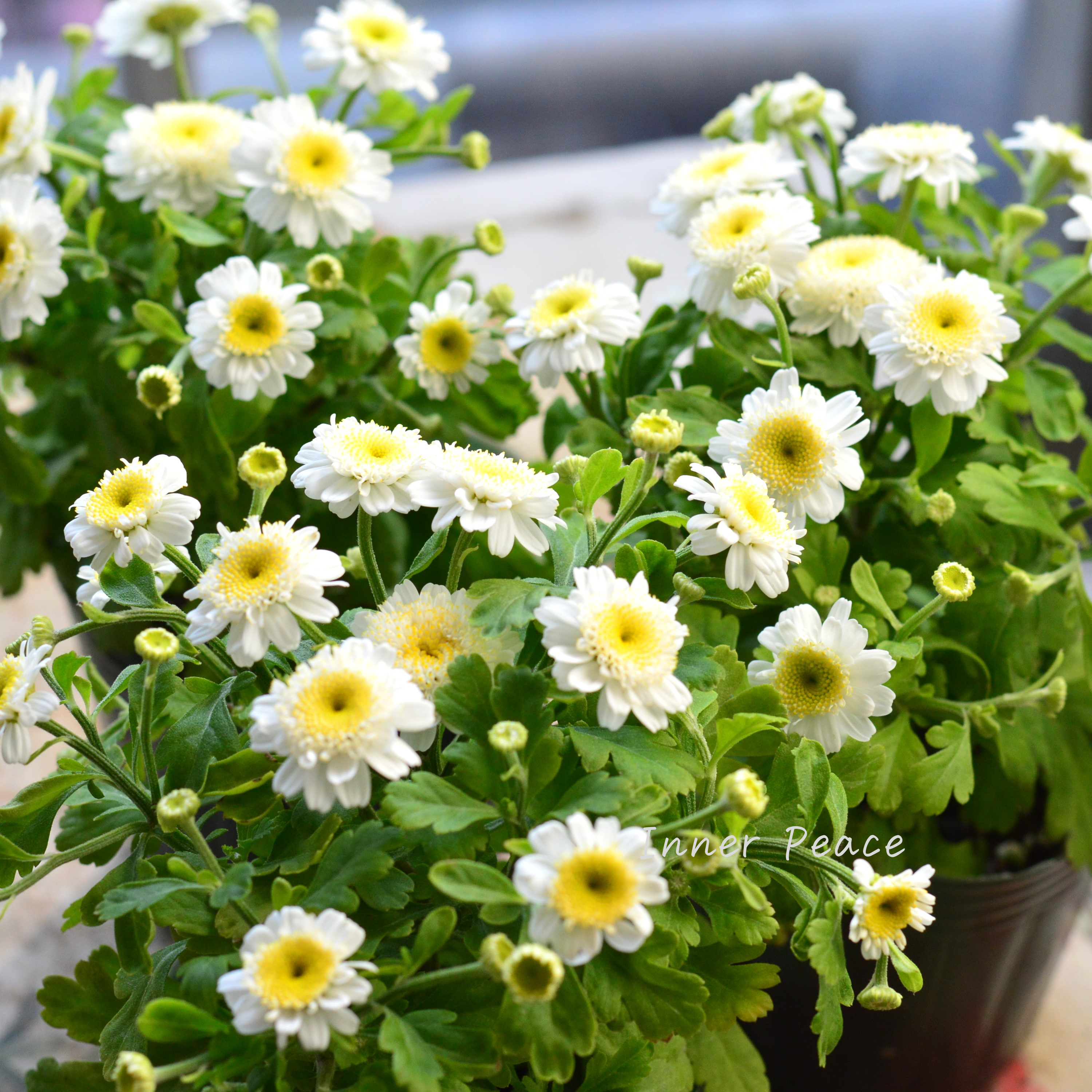 【かわいい】 マトリカリア 3寸POT