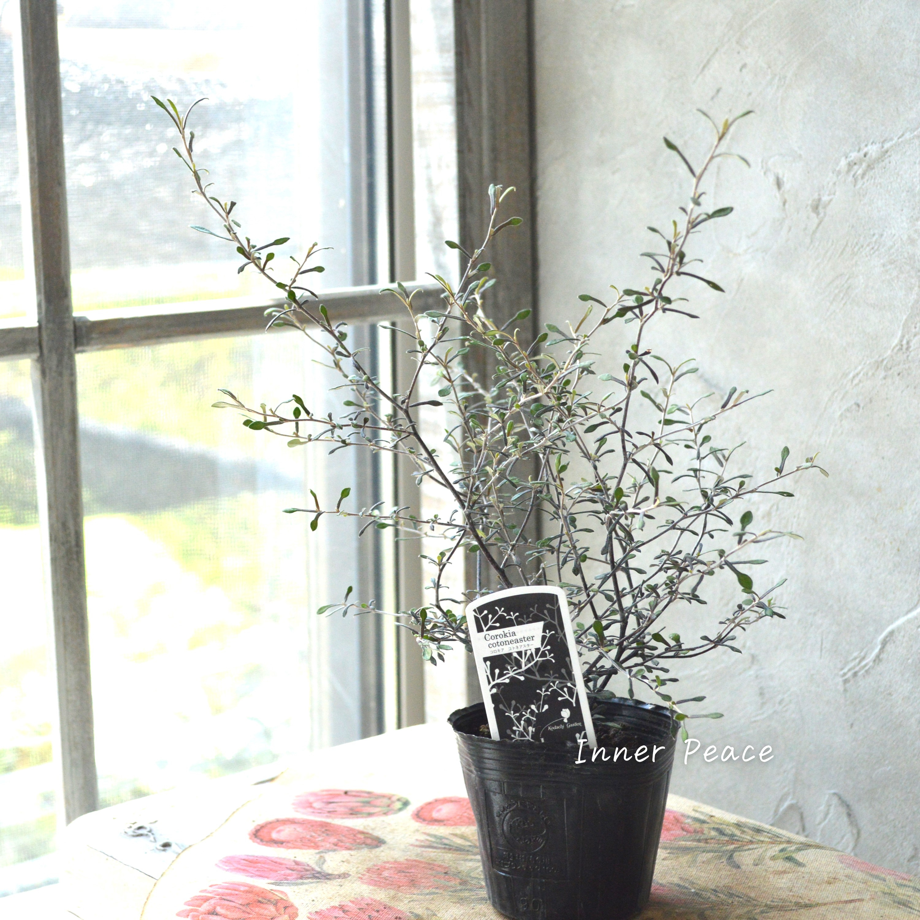 【オシャレ】 コロキア 『コトネアスター』 3寸POT