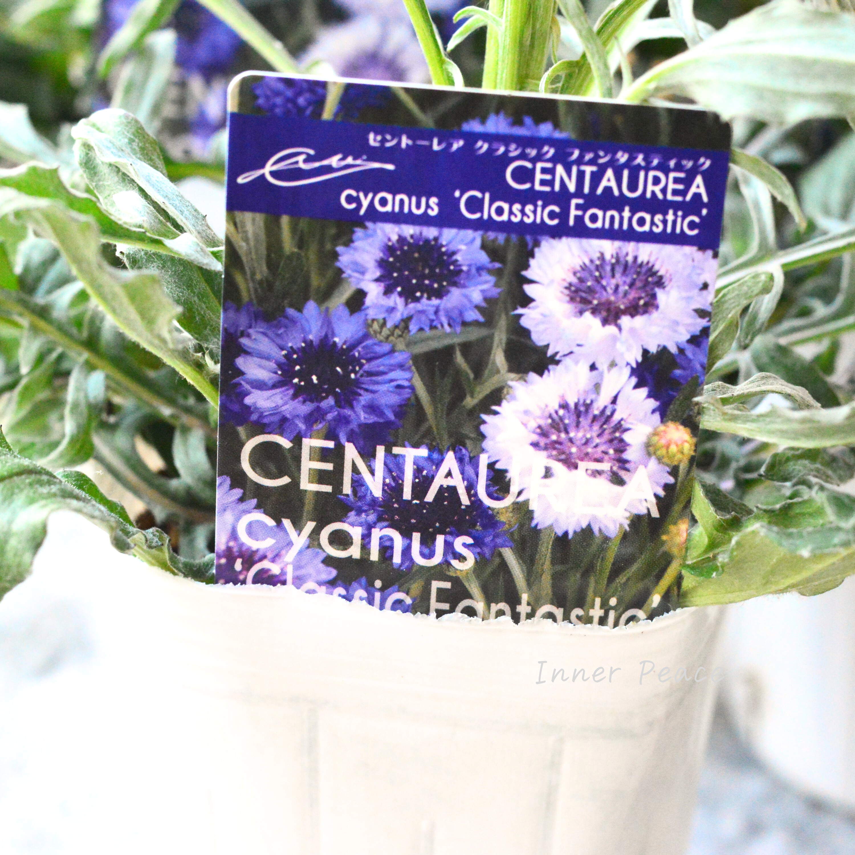 【寒さに強い】 セントーレア(矢車草) 『クラシックファンタスティック』植え込み用 3寸POT