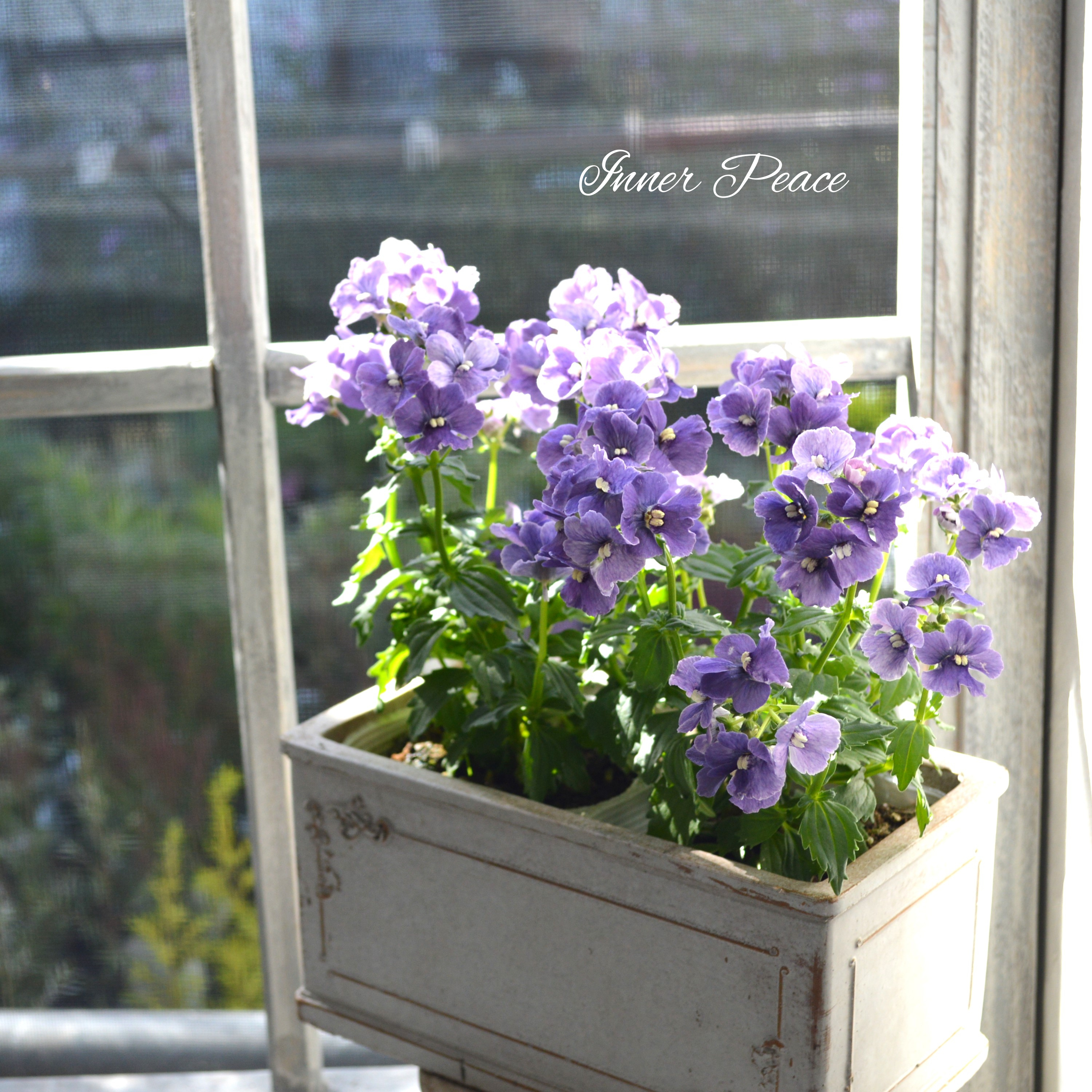 【宿根】 大輪ネメシア・ネシア 『デニム』 3.5寸POT