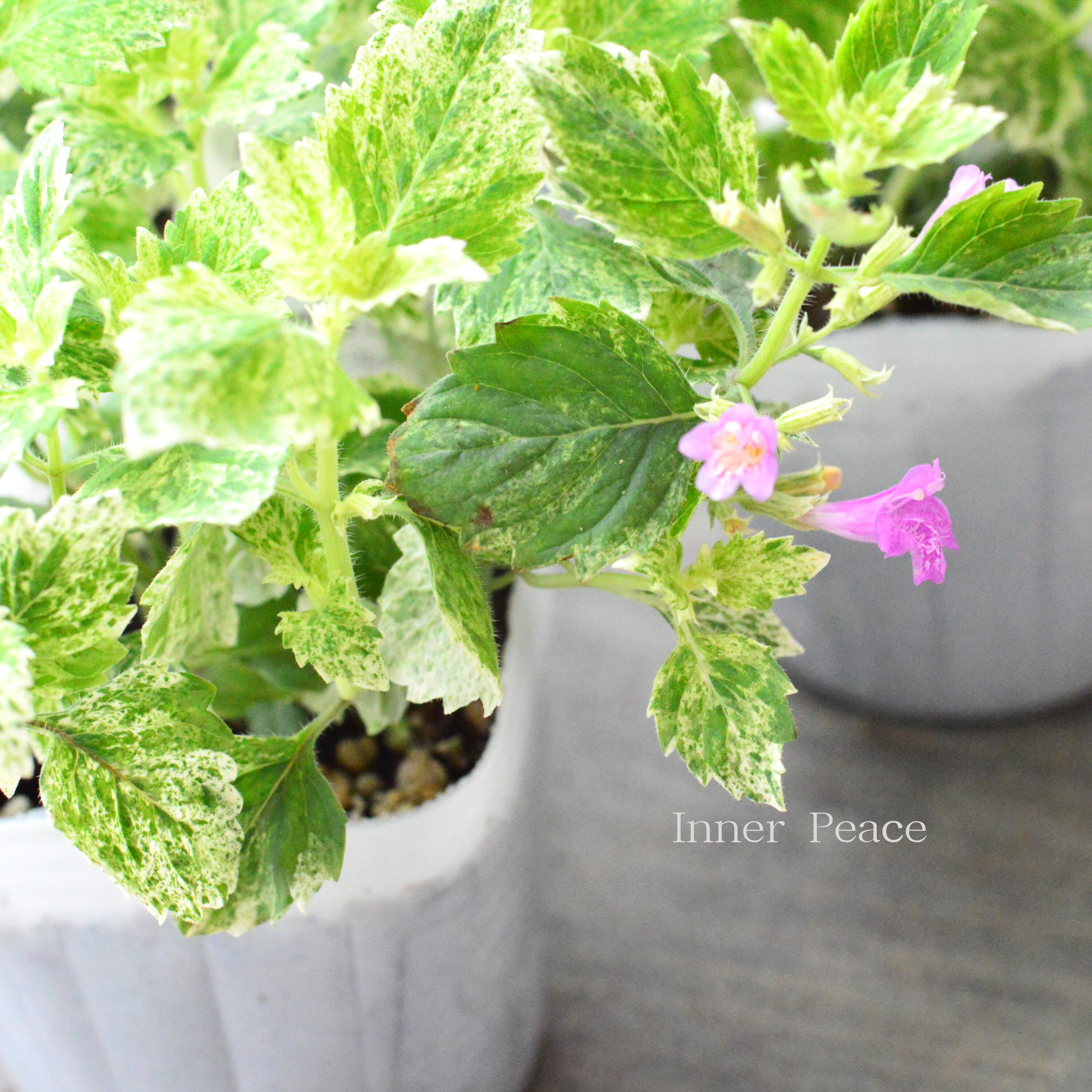 【斑入り】 カラミンサ 『グランディフローラ』 3寸POT