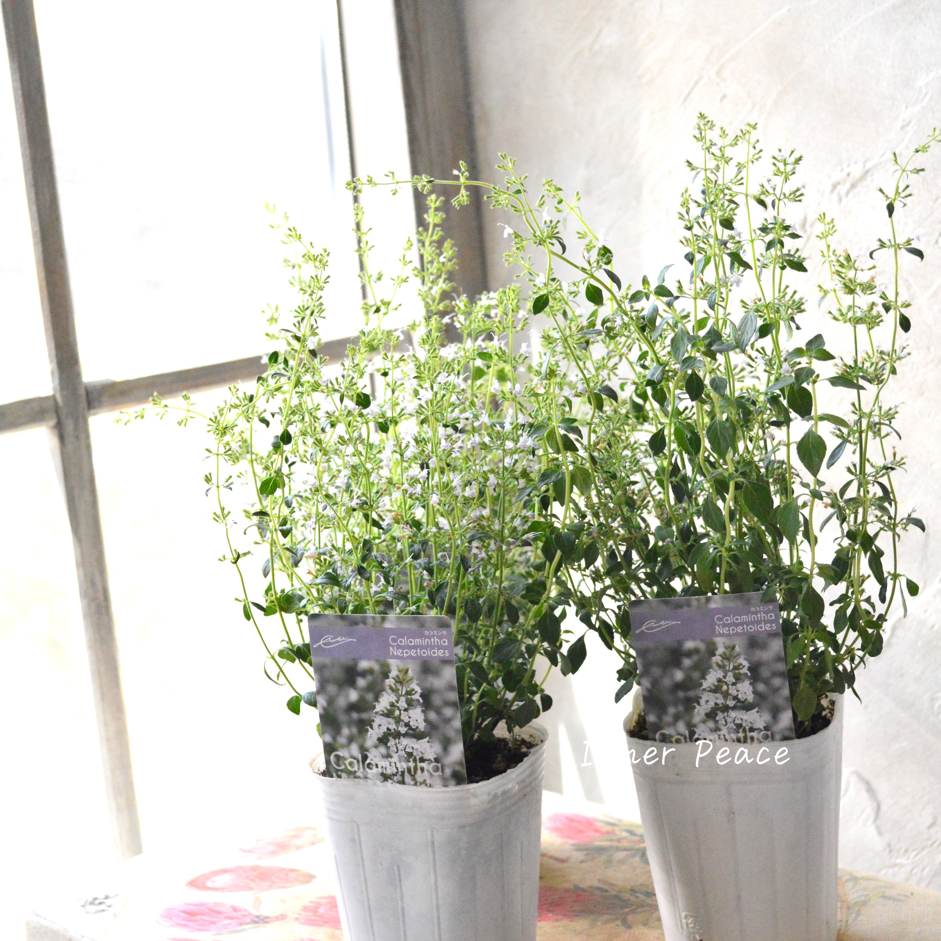 【宿根】 カラミンサ 3寸ロングPOT