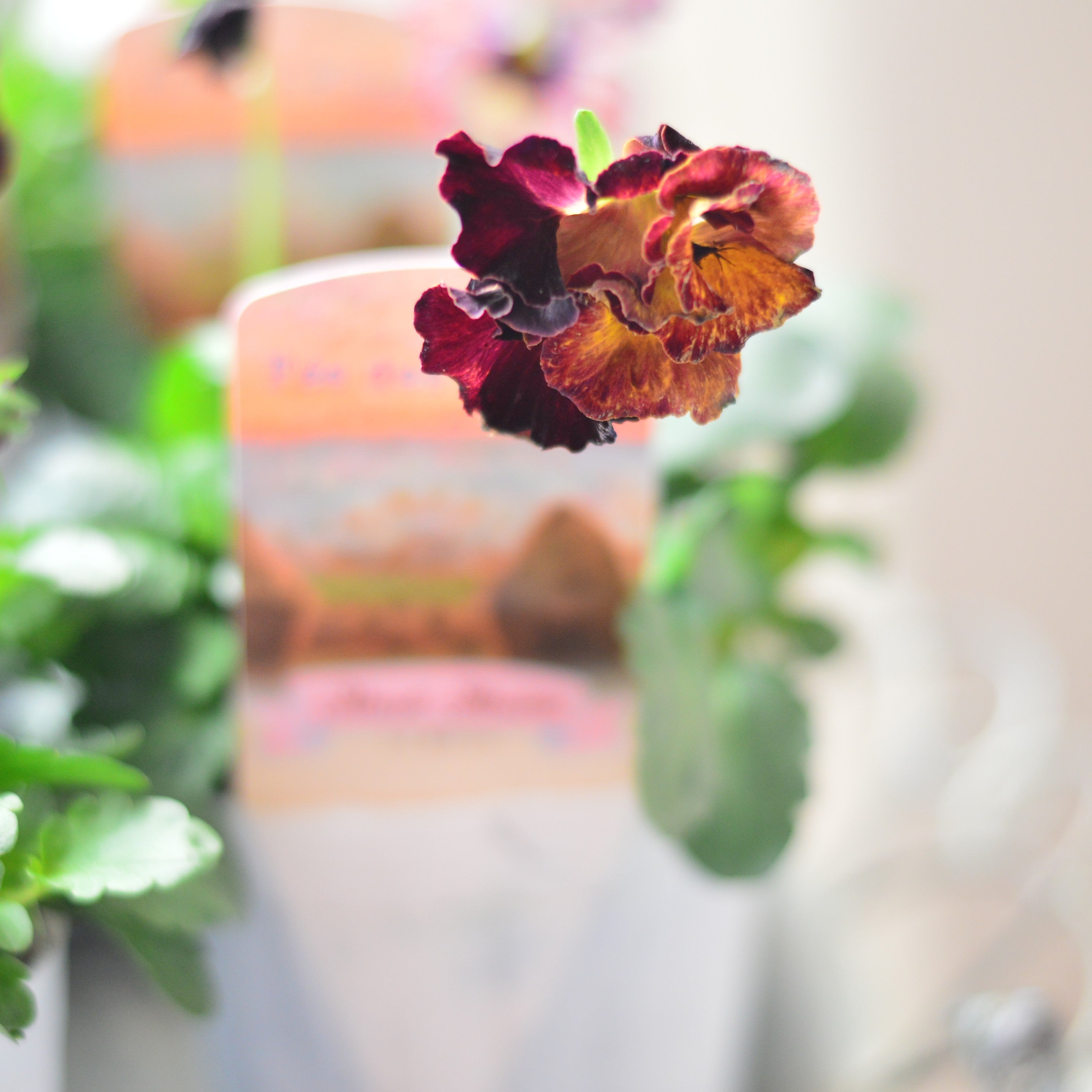 【美しい】 パンジー 『フェデネージュ・モネ 積みわら』 3.5寸POT