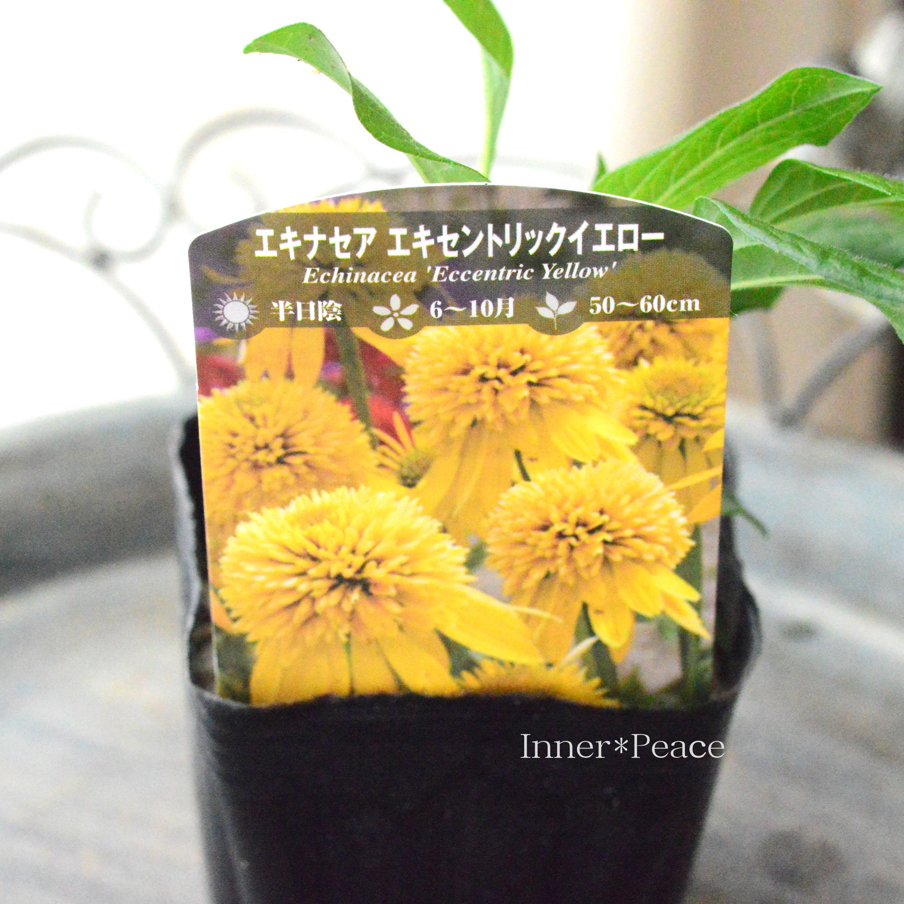【暑さ寒さに強い】 エキナセア 『エキセントリックイエロー』植え込み用 3寸POT