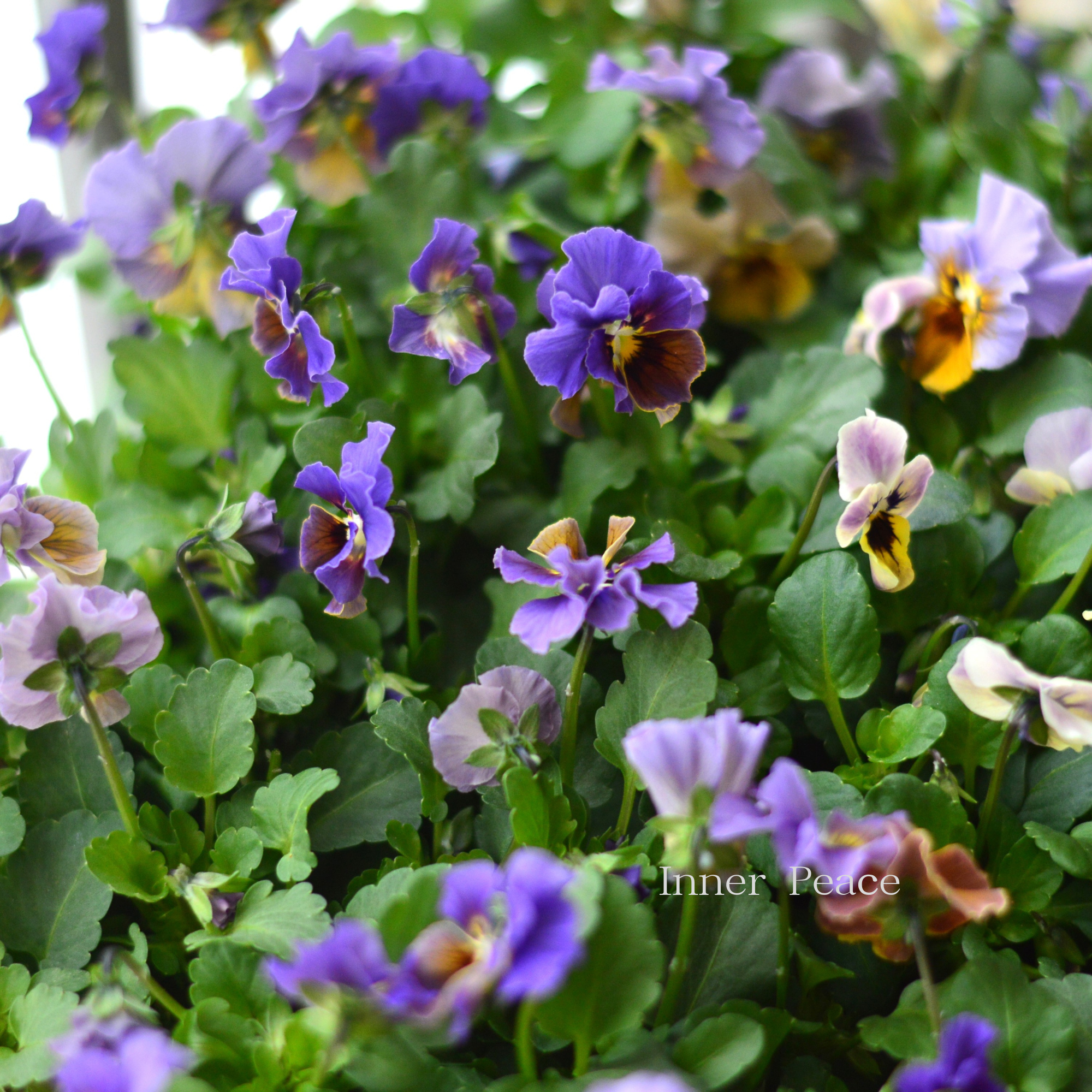 【tef*tef*さんオリジナルビオラ】 スモーキーヴェール・MIX 3.5寸POT