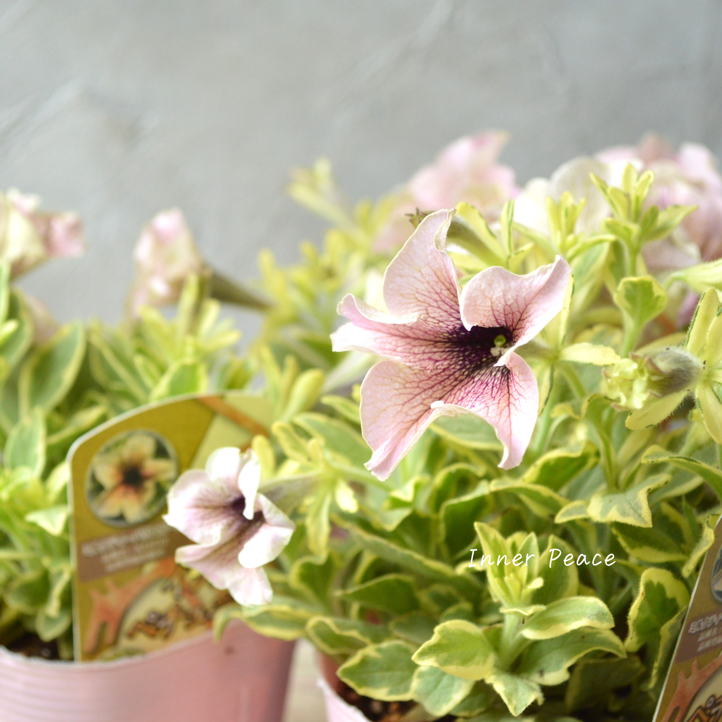 【斑入り】 ペチュニア 『インカのペチュニア・ミルクティーバリエガータ』 3.5寸POT