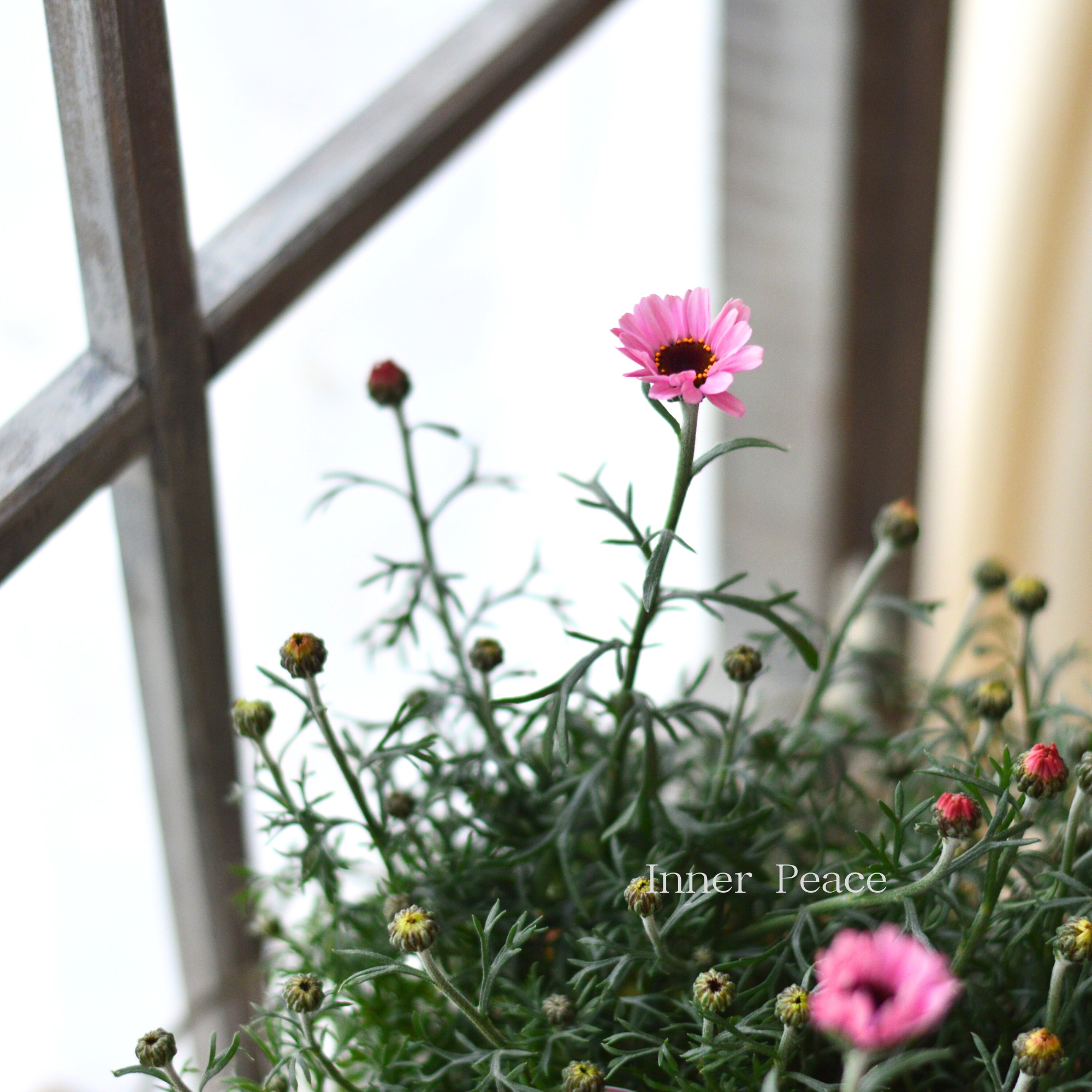 【大人かわいい】 ローダンセマム 『プチマカロン』 3.5寸POT