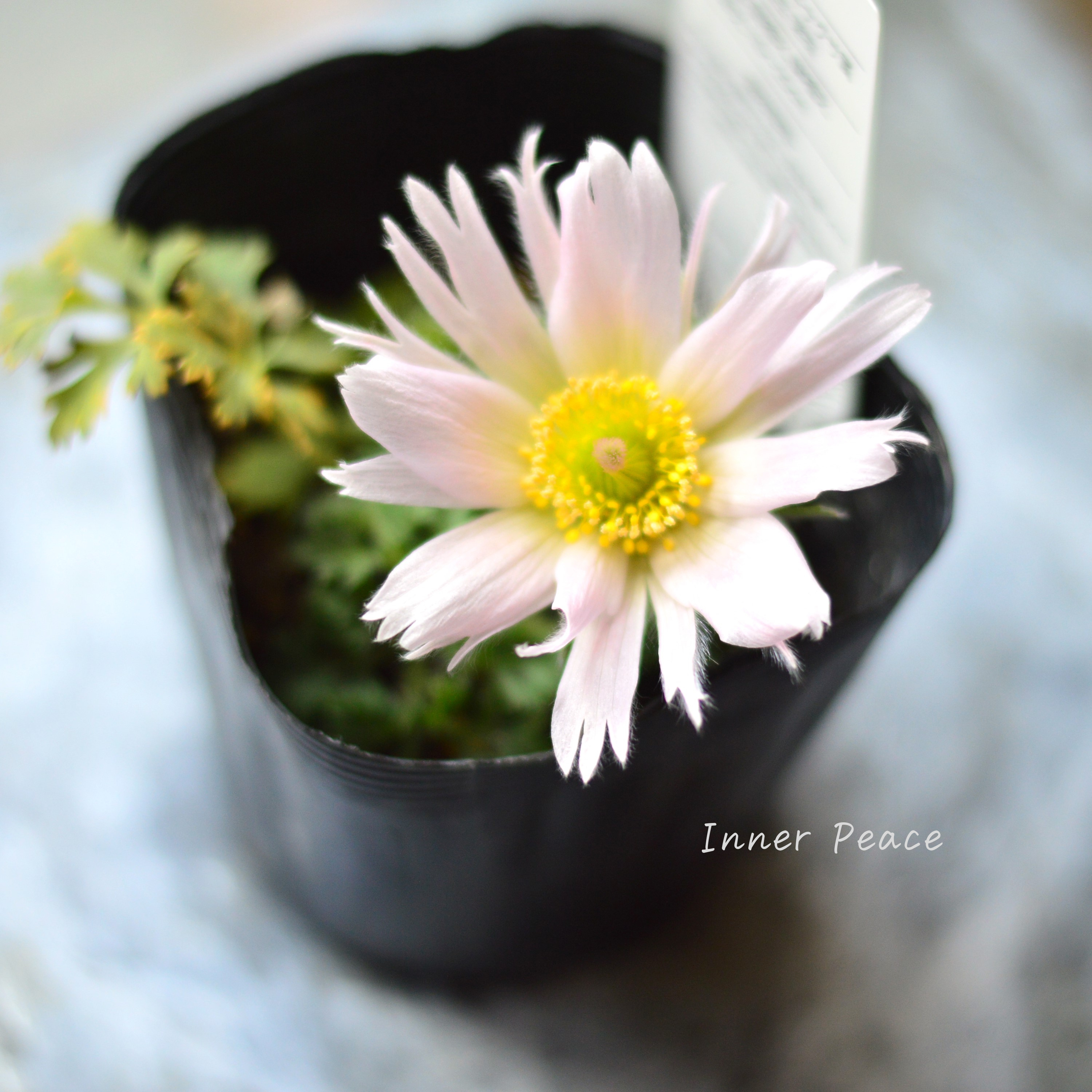 【美しい】 西洋オキナグサ 『プルサティラ ブルガリス・薄ピンク』 3.5寸POT