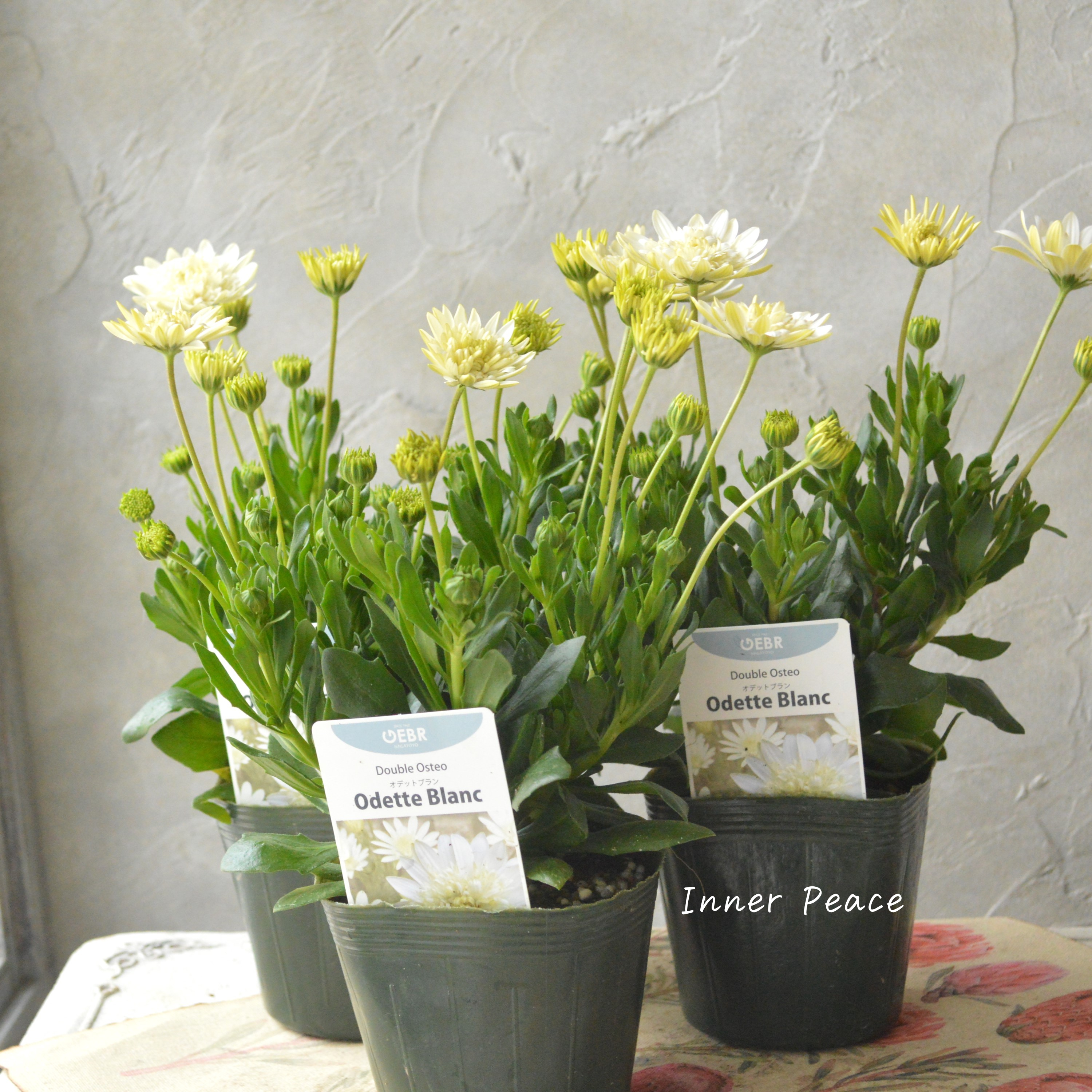 【ゲブラさんオリジナル】 オステオスペルマム 『オデットブラン』 3.5寸POT