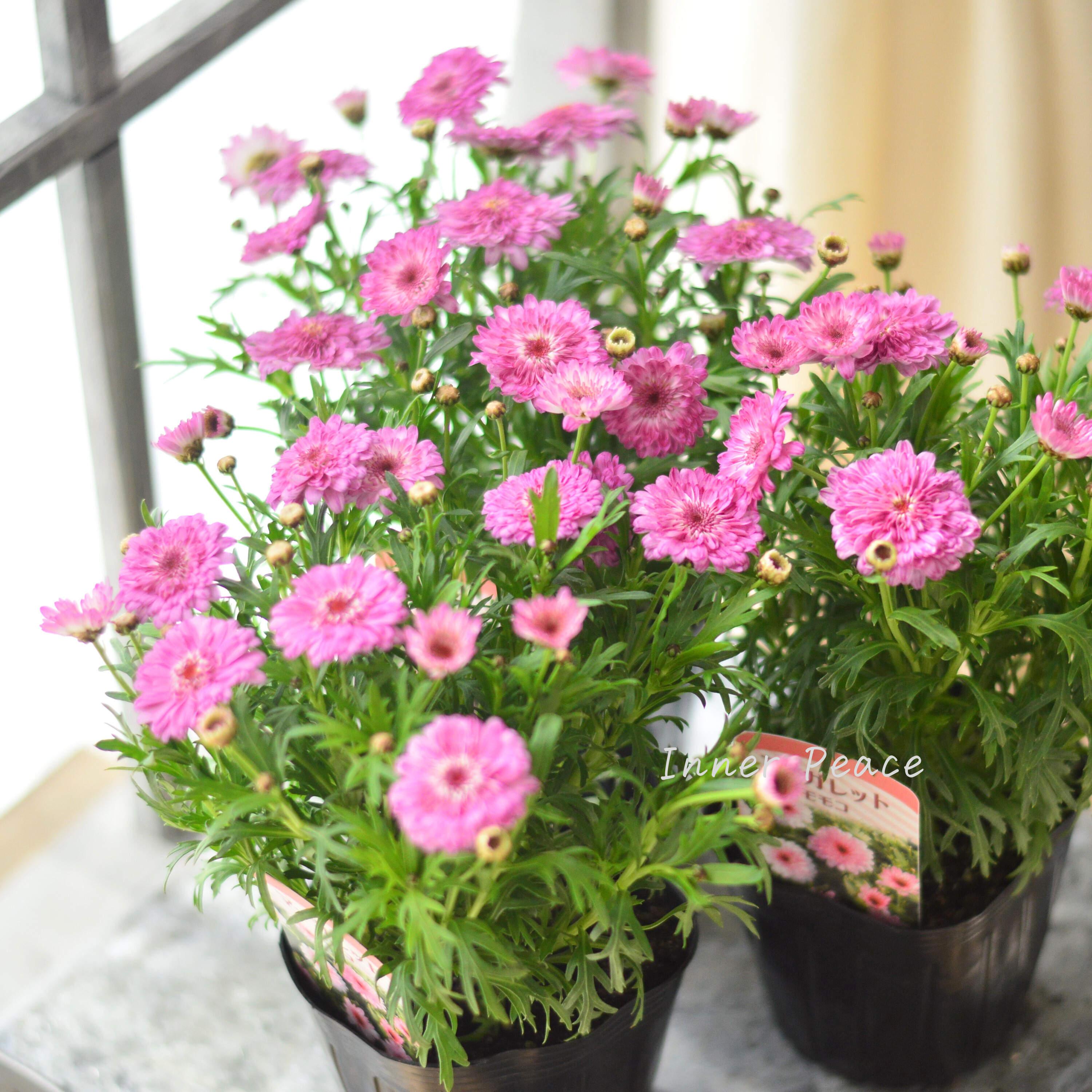 【八重咲き】 マーガレット 『モモコ』 3~3.5寸POT