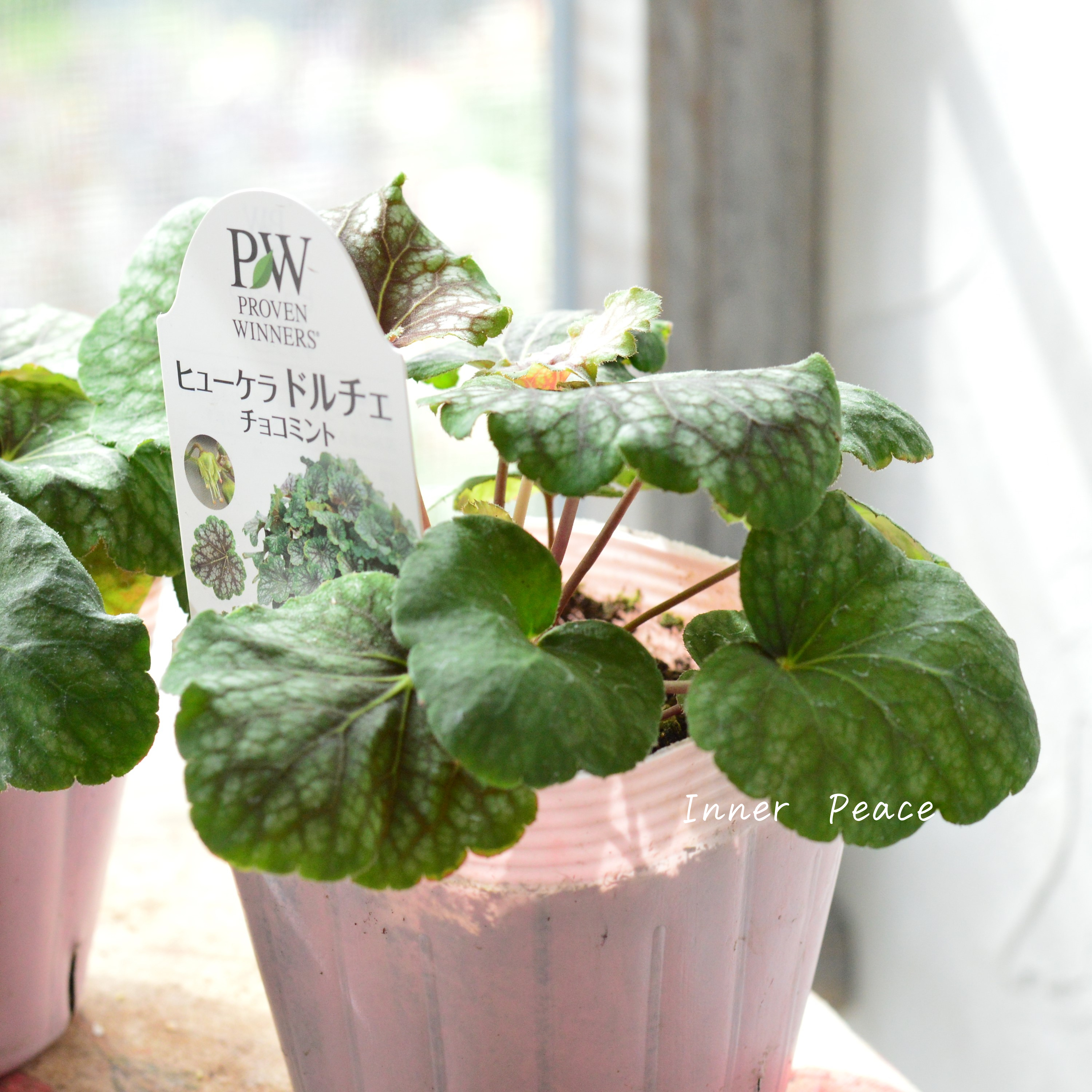 【PW】 ヒューケラ ドルチェ 『チョコミント』 3.5寸POT