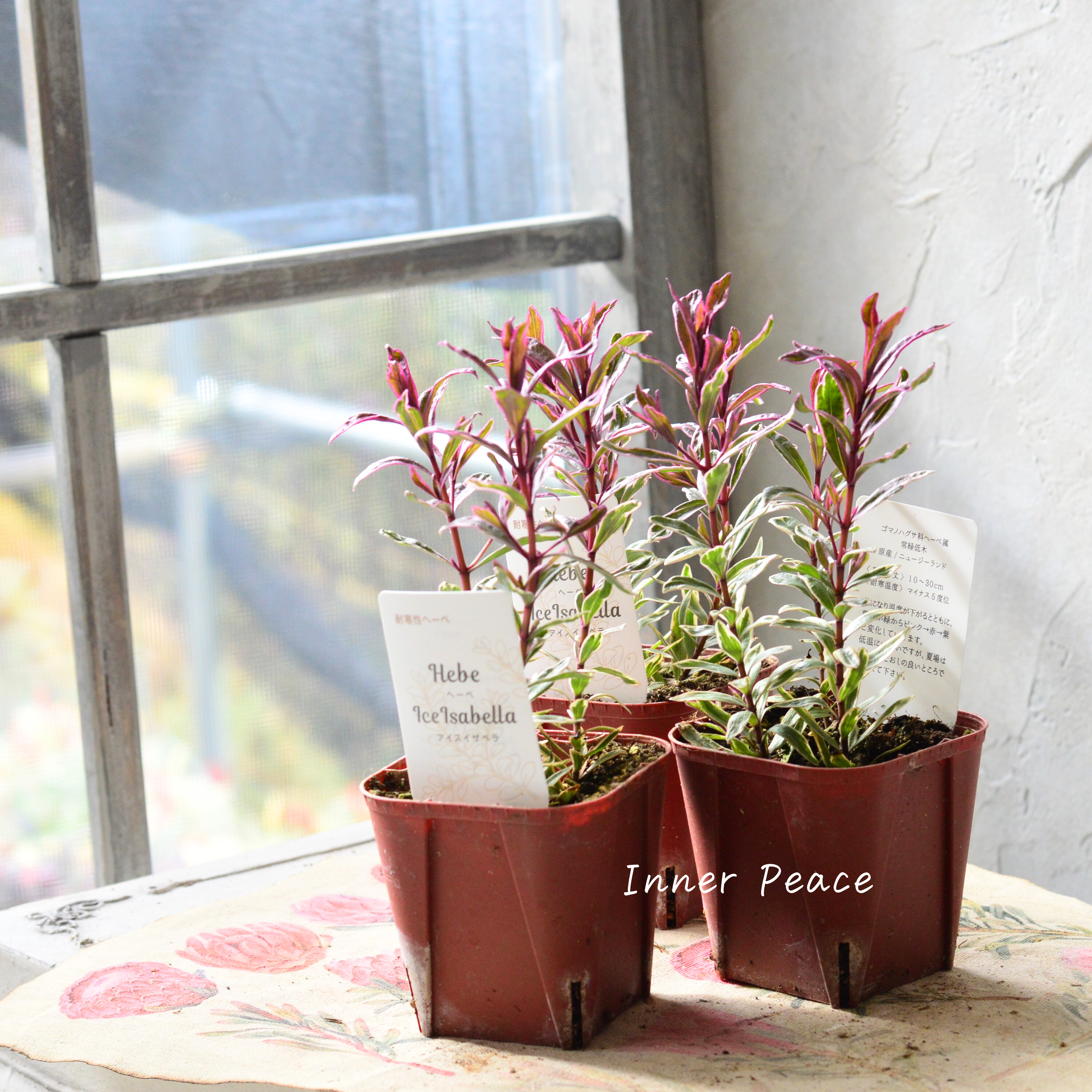 【寄せ植えに】 ヘーベ アイスイザベラ 3寸ロングPOT