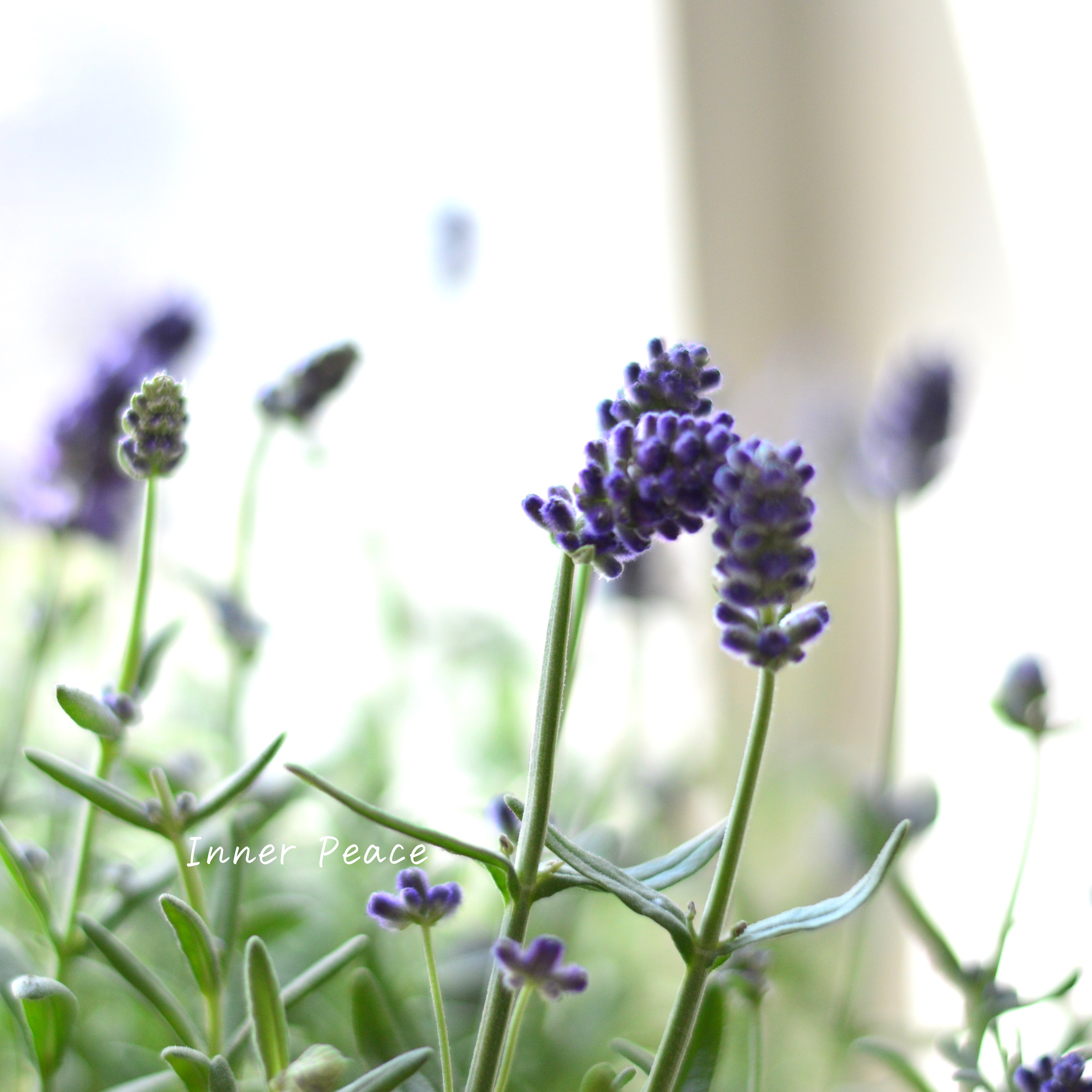 【良い香り】ラベンダー 『センティヴィア・ブルー』 3寸ロングPOT