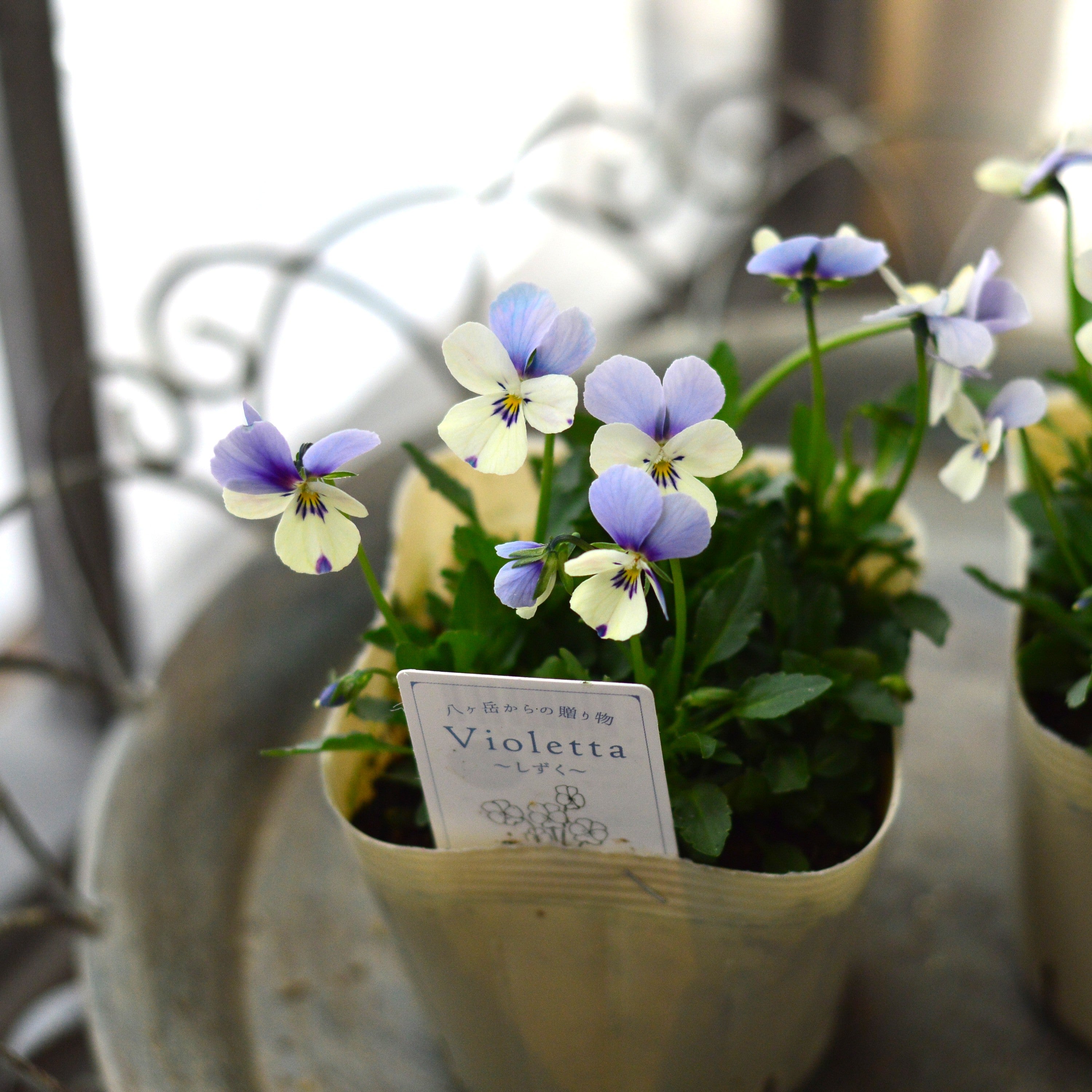 【VEGIHANA FARMさん】 小輪ビオラ 『ビオレッタ・しずく A』 3.5寸POT