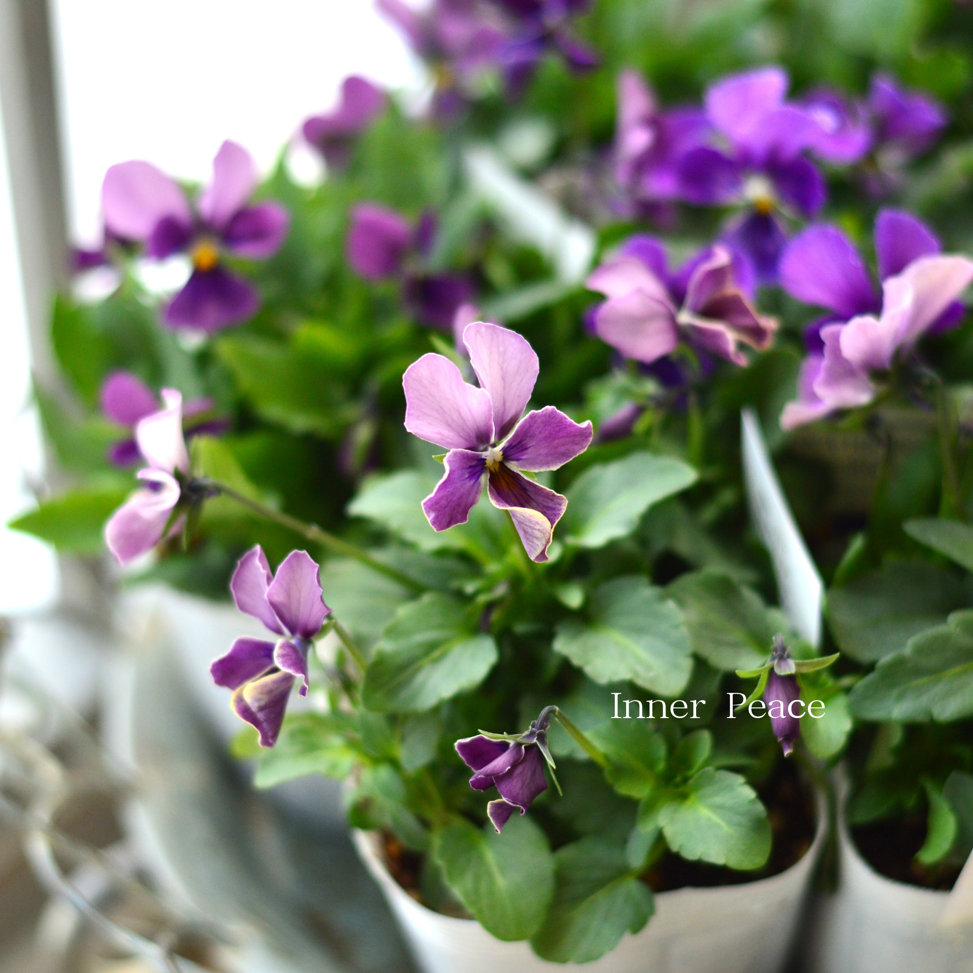 【美しい】 ビオラ ロカハーツ 『ルーキーズ・A』 3.5寸POT