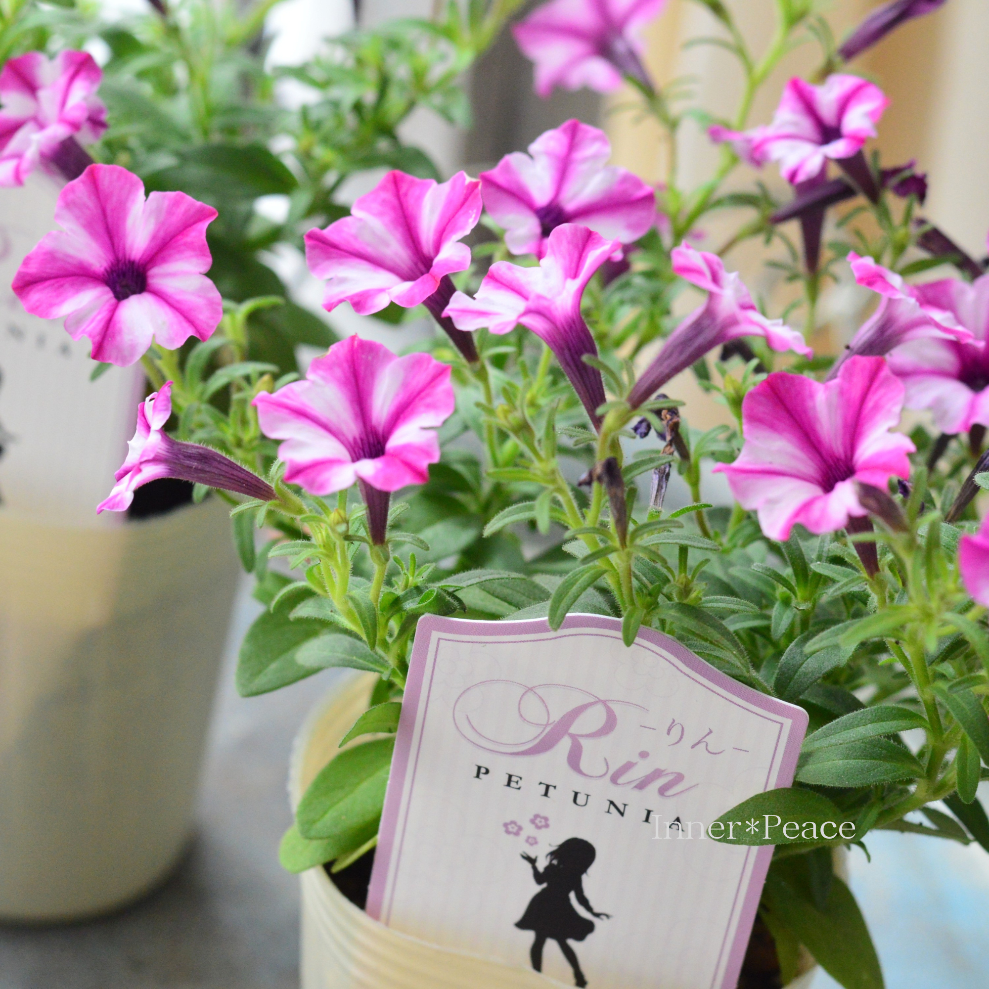 【おしゃれ】 ペチュニア 『りん A』 2.5寸ロングPOT