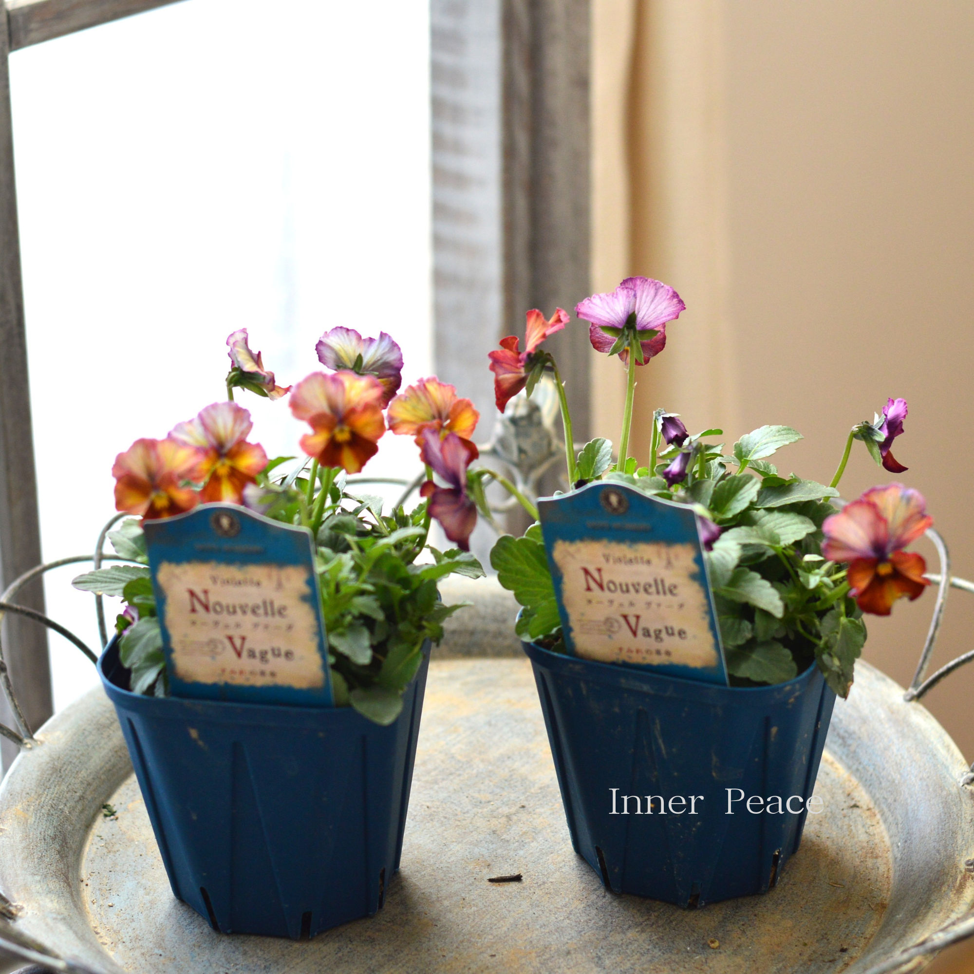 【サトウ園芸さん】 ビオラ 『ヌーベルヴァーグ~すみれの革命~ A』 3.5寸硬質POT