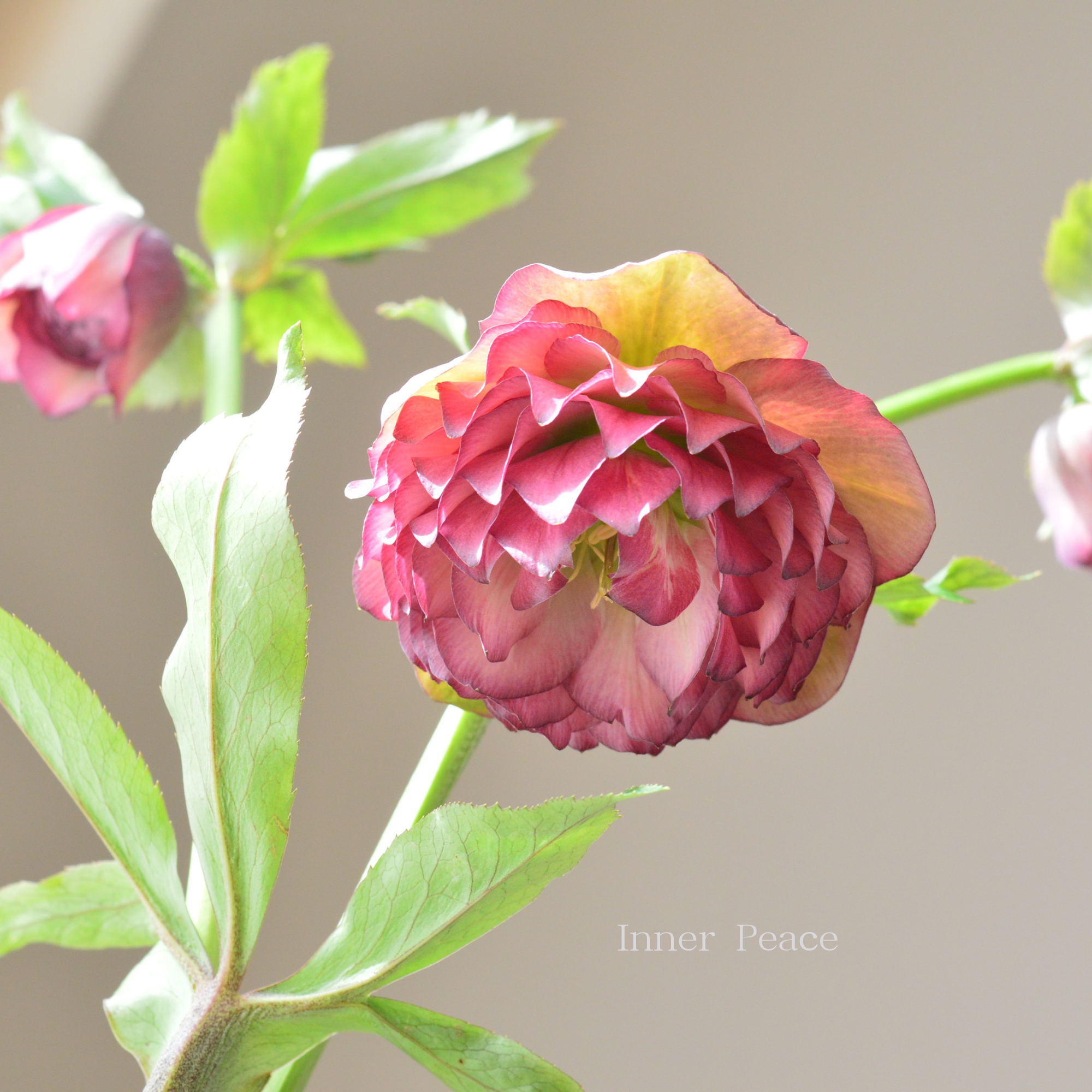 【杉光園芸さん】 クリスマスローズ 『多弁タイプ・A』 4号POT