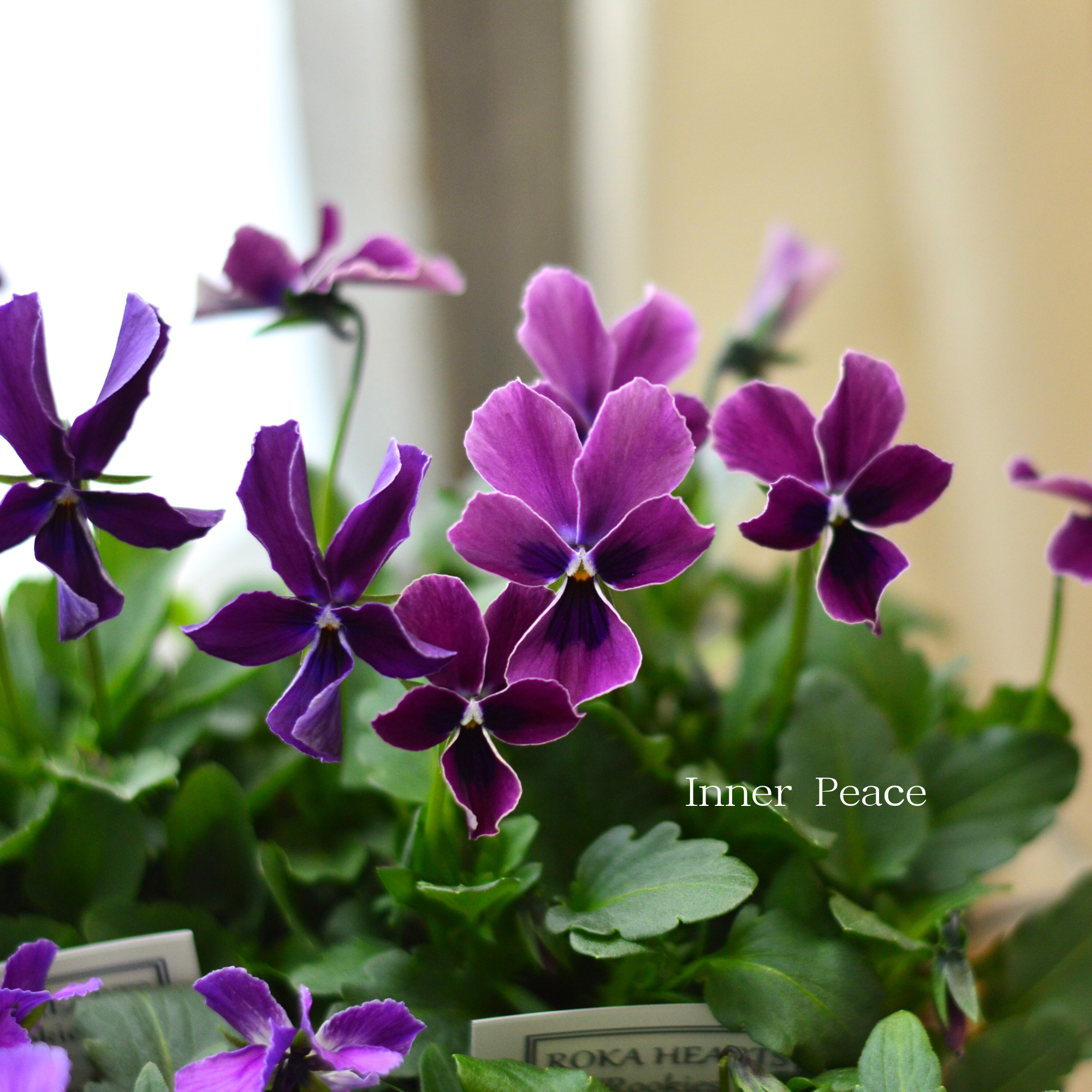 【美しい】 ビオラ ロカハーツ 『ルーキーズ・A』 3.5寸POT