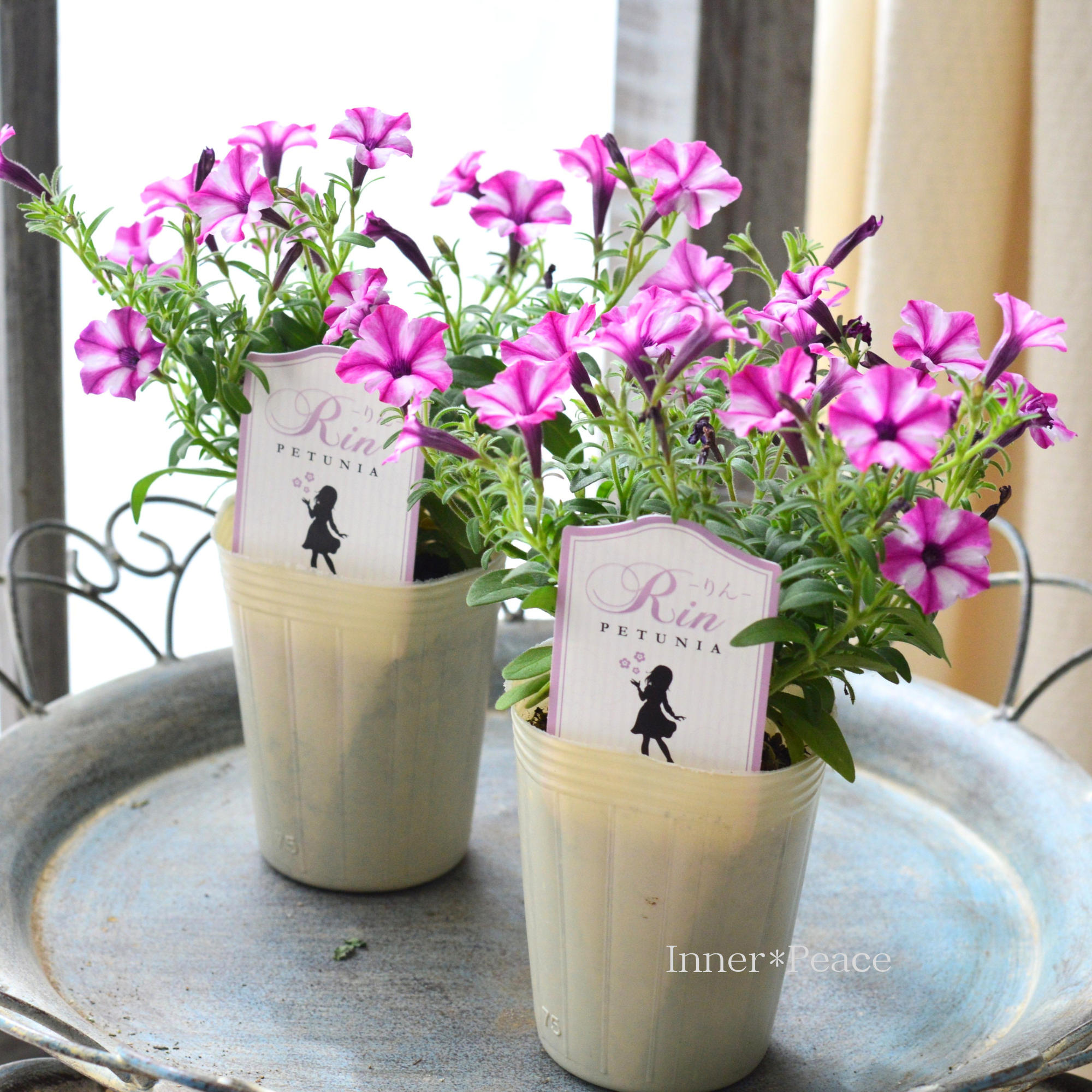 【おしゃれ】 ペチュニア 『りん A』 2.5寸ロングPOT