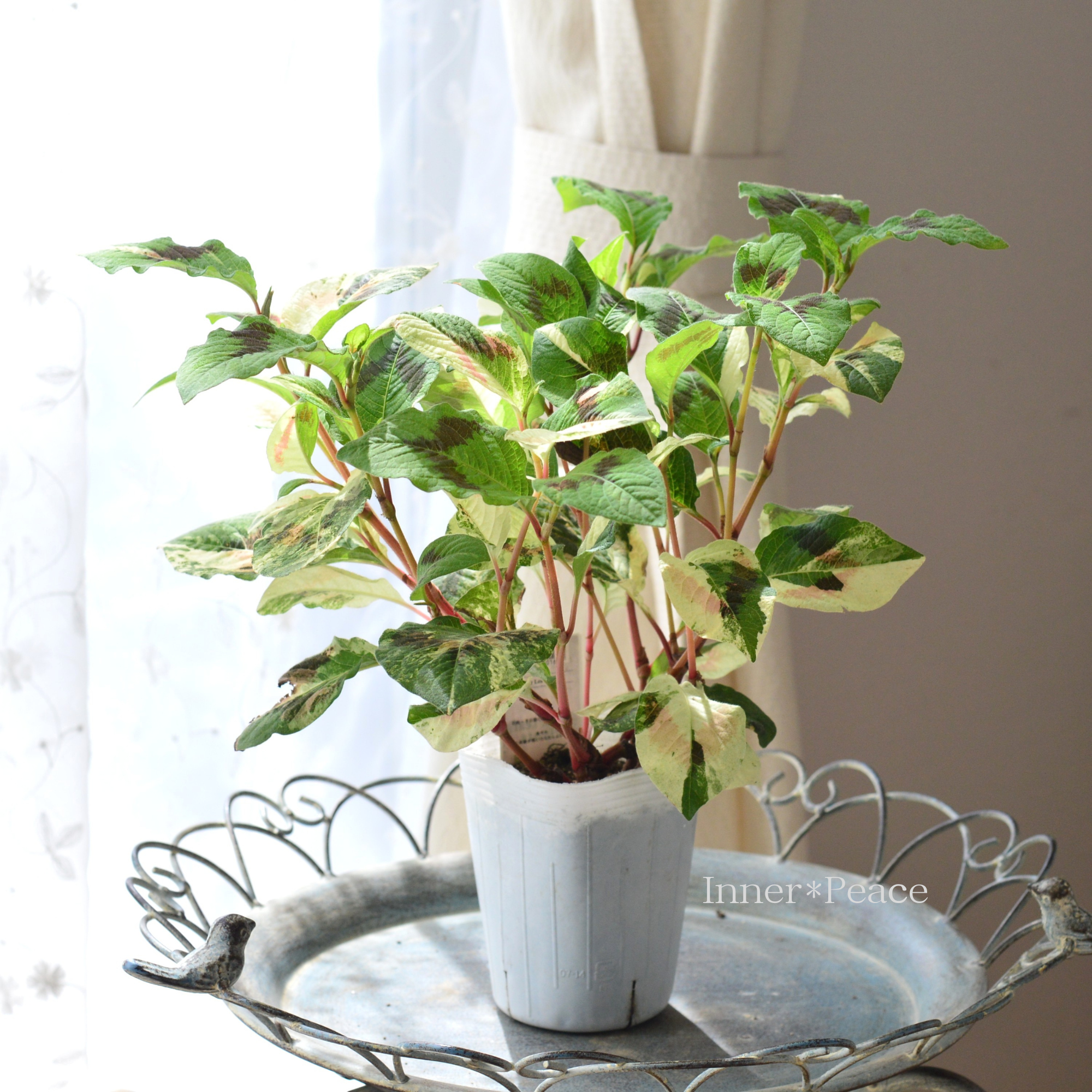【斑入り】 ミズヒキ(水引草) Aタイプ 3寸ロングPOT