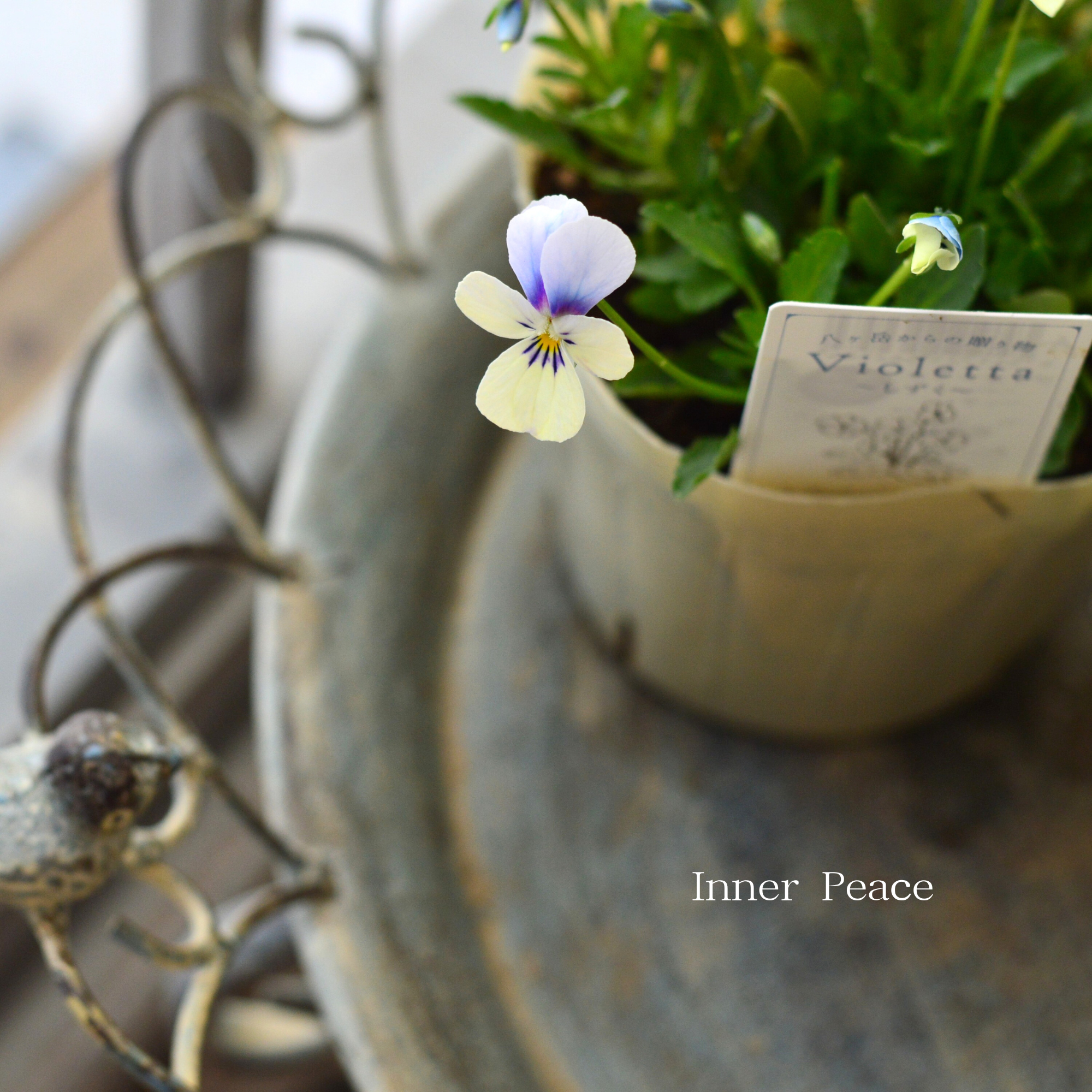 【VEGIHANA FARMさん】 小輪ビオラ 『ビオレッタ・しずく A』 3.5寸POT