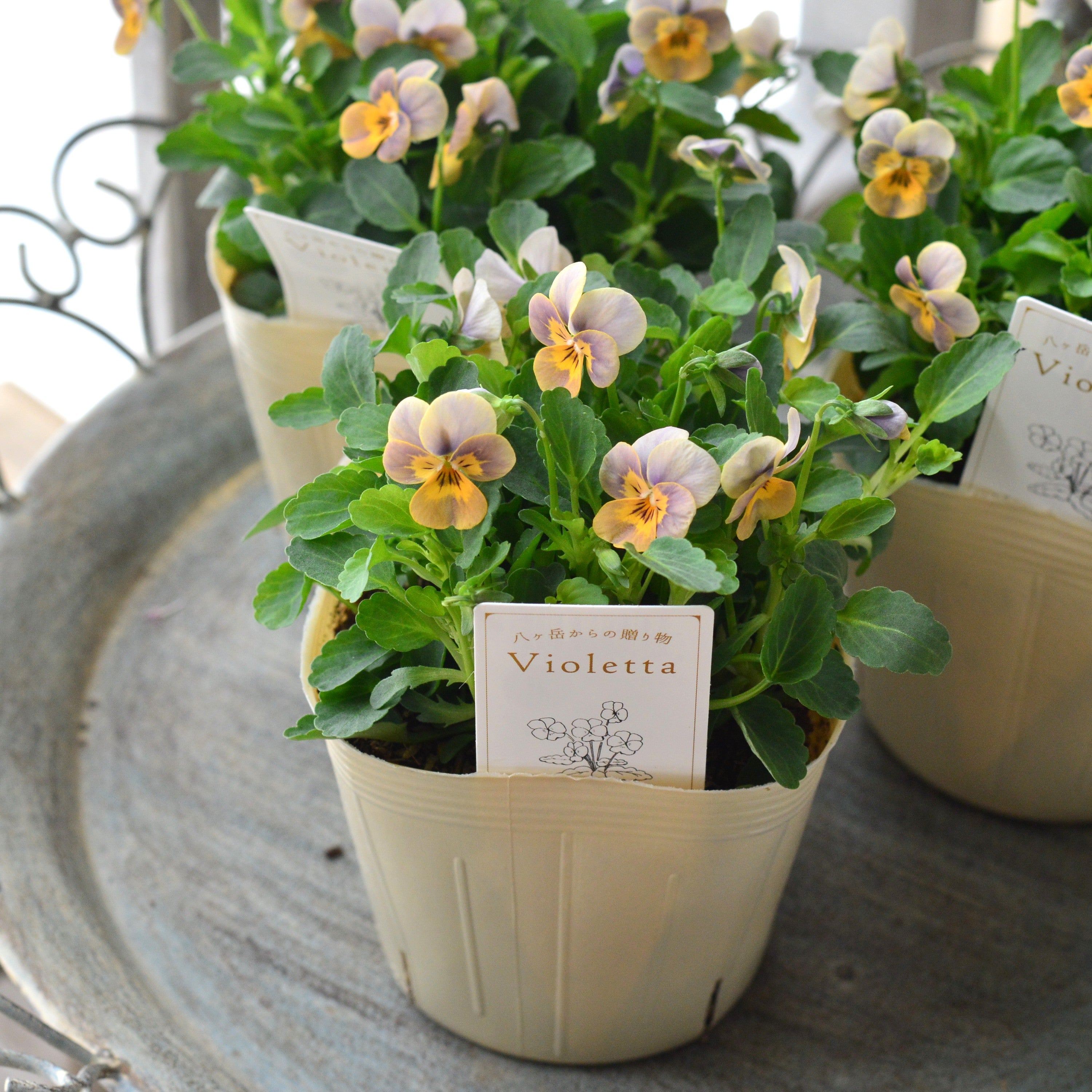 【かわいい】 小輪ビオラ 『ビオレッタ・B』 3.5寸POT
