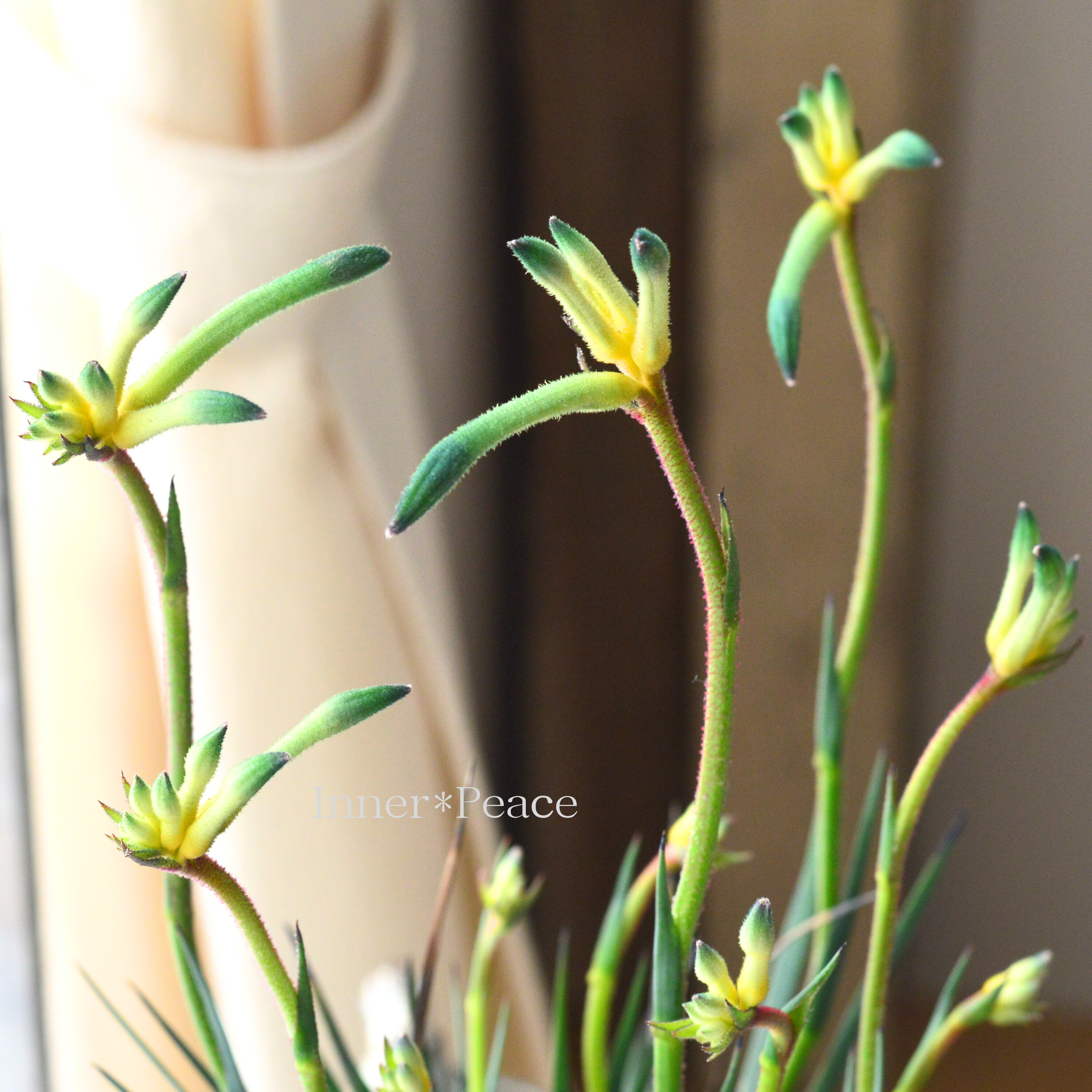 【個性的】 カンガルーポウ 『セレブ・オージースピリット』 3.5寸ロングPOT