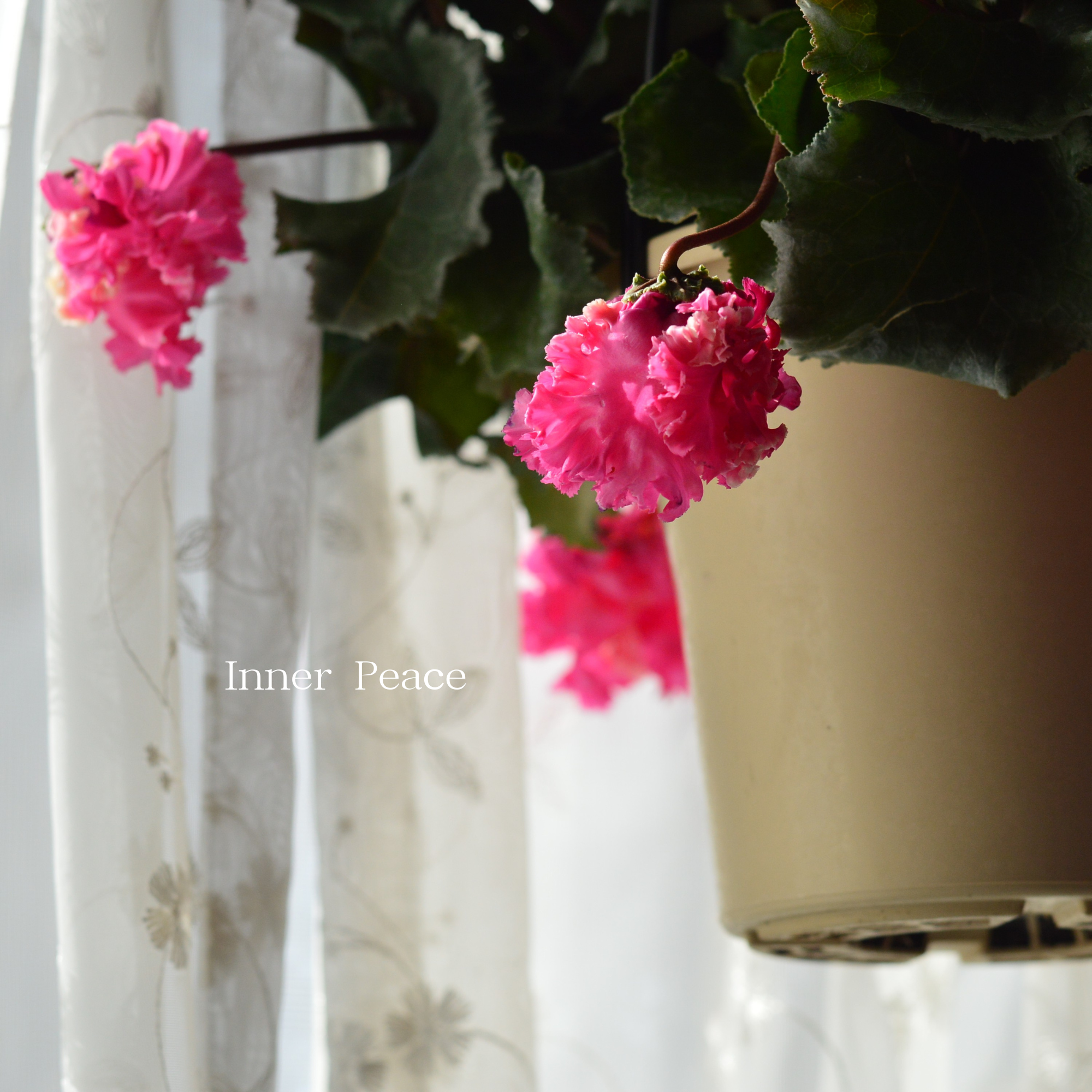 【見上げて楽しむ】 シクラメン 『FLOW~er~フローエル・A』 5号鉢