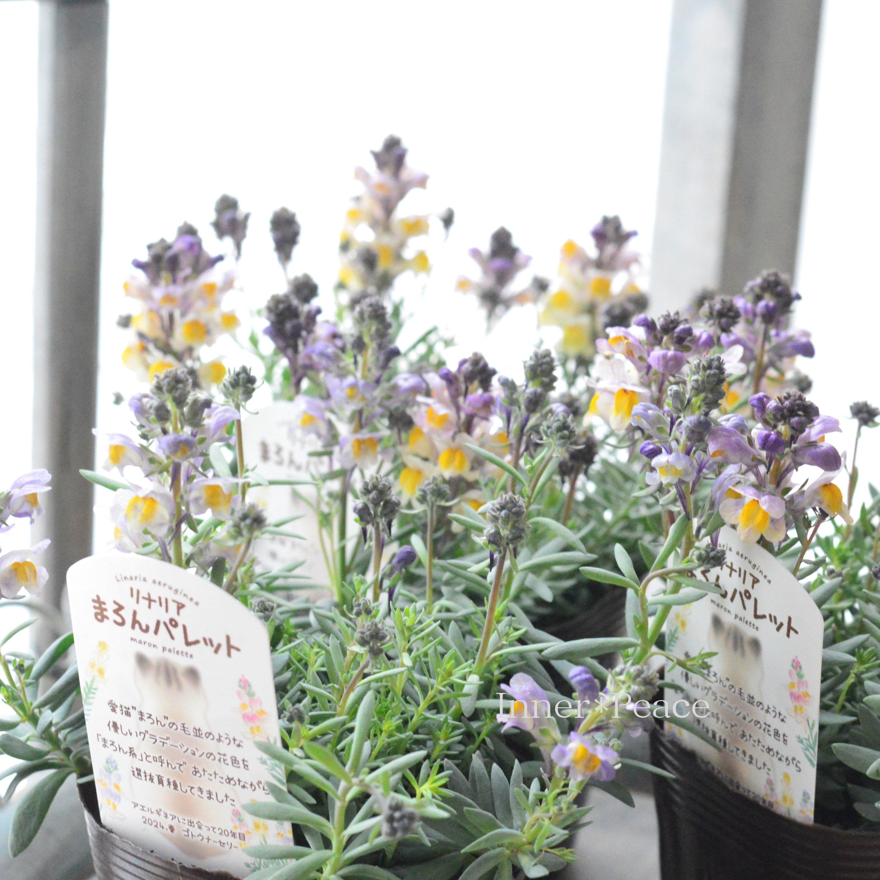 【かわいい】 リナリア 『まろんパレット・花色A』 3.5寸POT