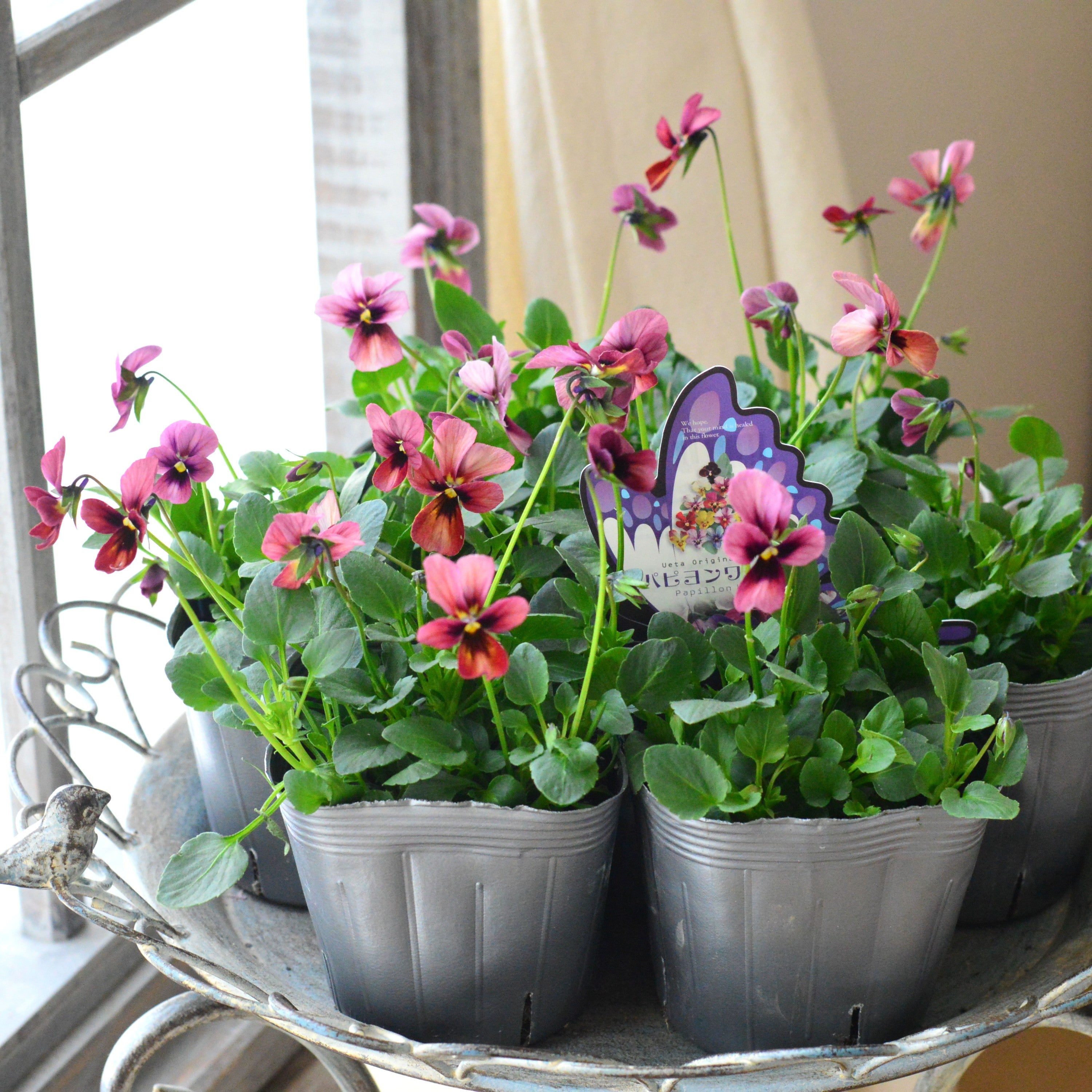 【うえたさん育種】 ビオラ 『パピヨンワールド・A』 3.5寸POT