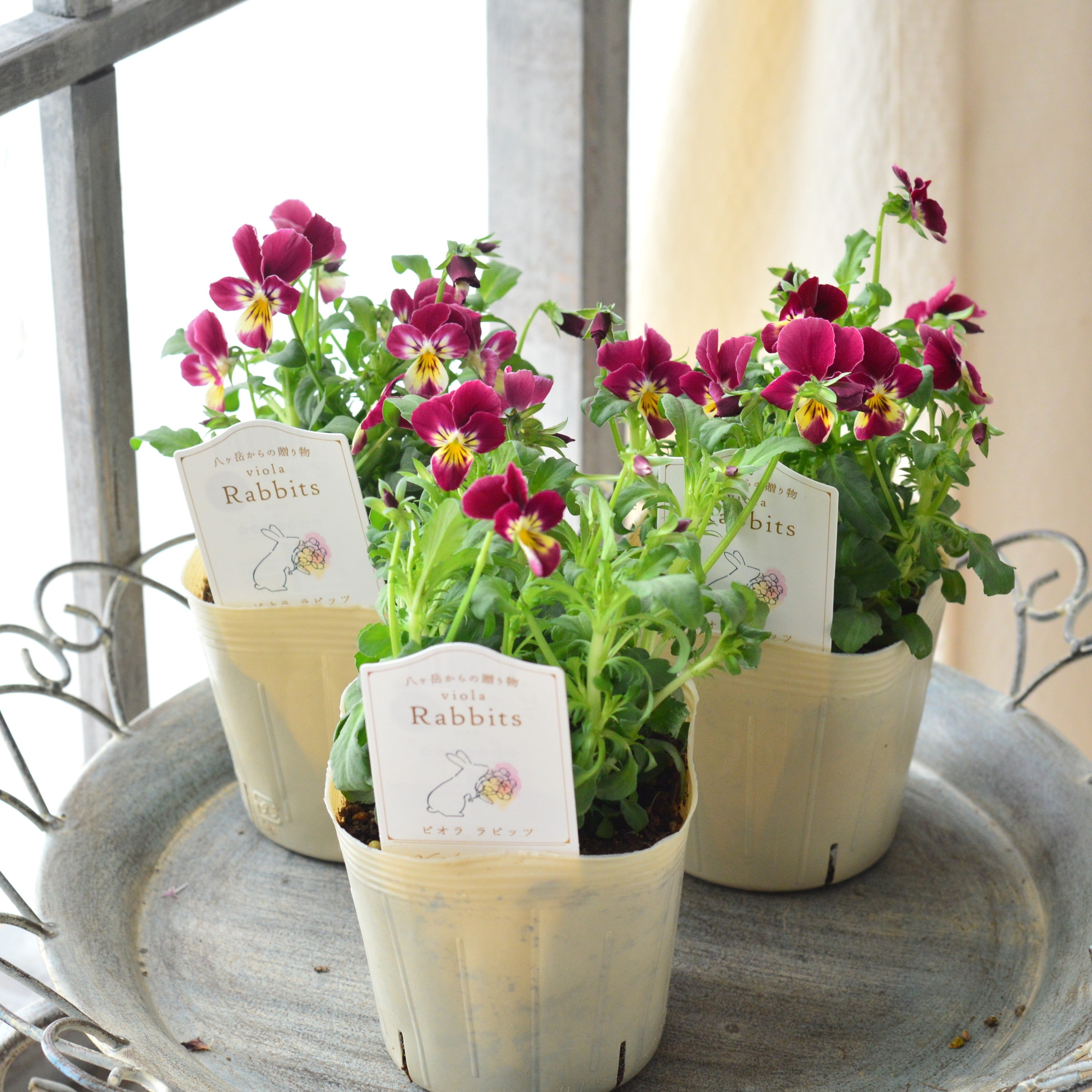 【VEGIHANA FARMさん】 ビオラ 『ラビッツ・B』 3.5寸POT