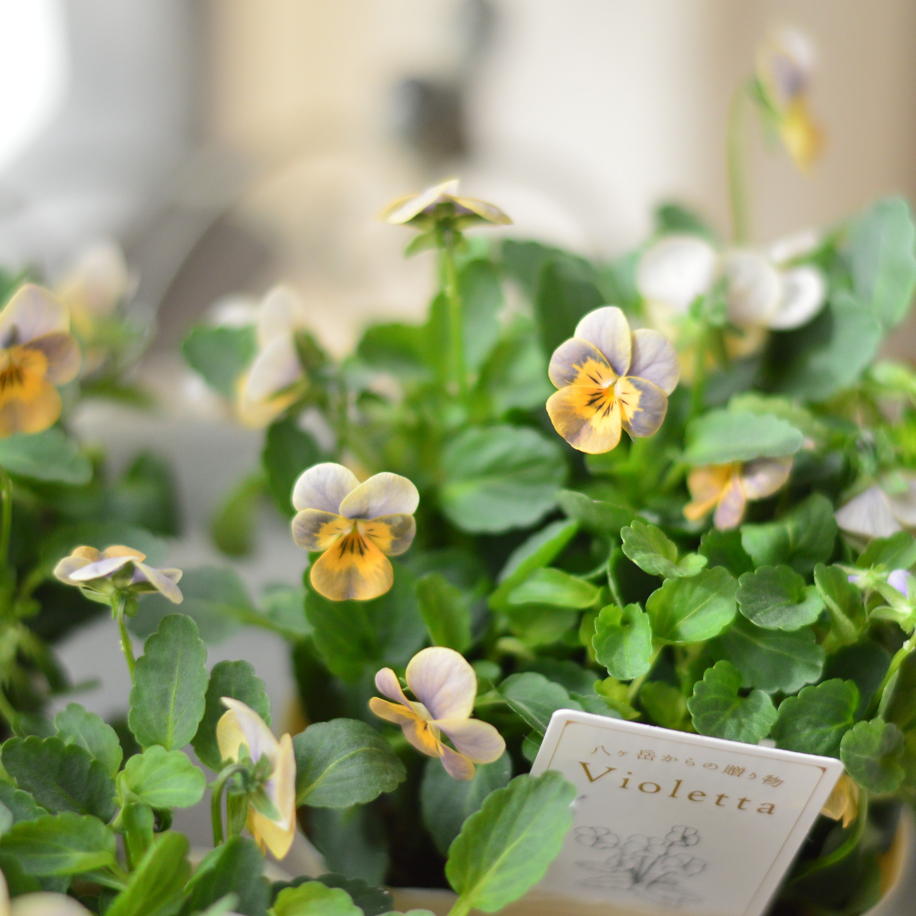 【かわいい】 小輪ビオラ 『ビオレッタ・B』 3.5寸POT