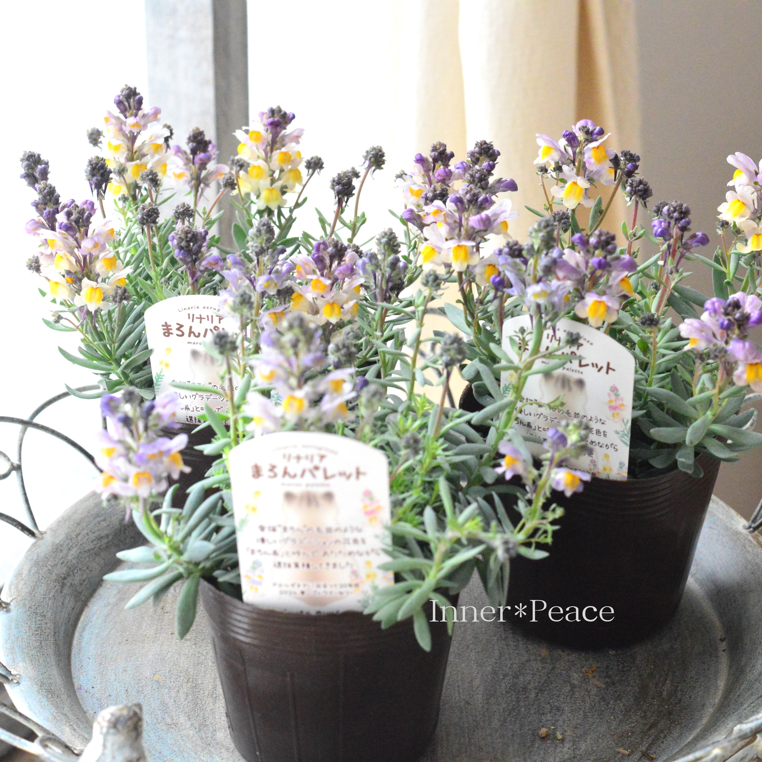 【かわいい】 リナリア 『まろんパレット・花色A』 3.5寸POT