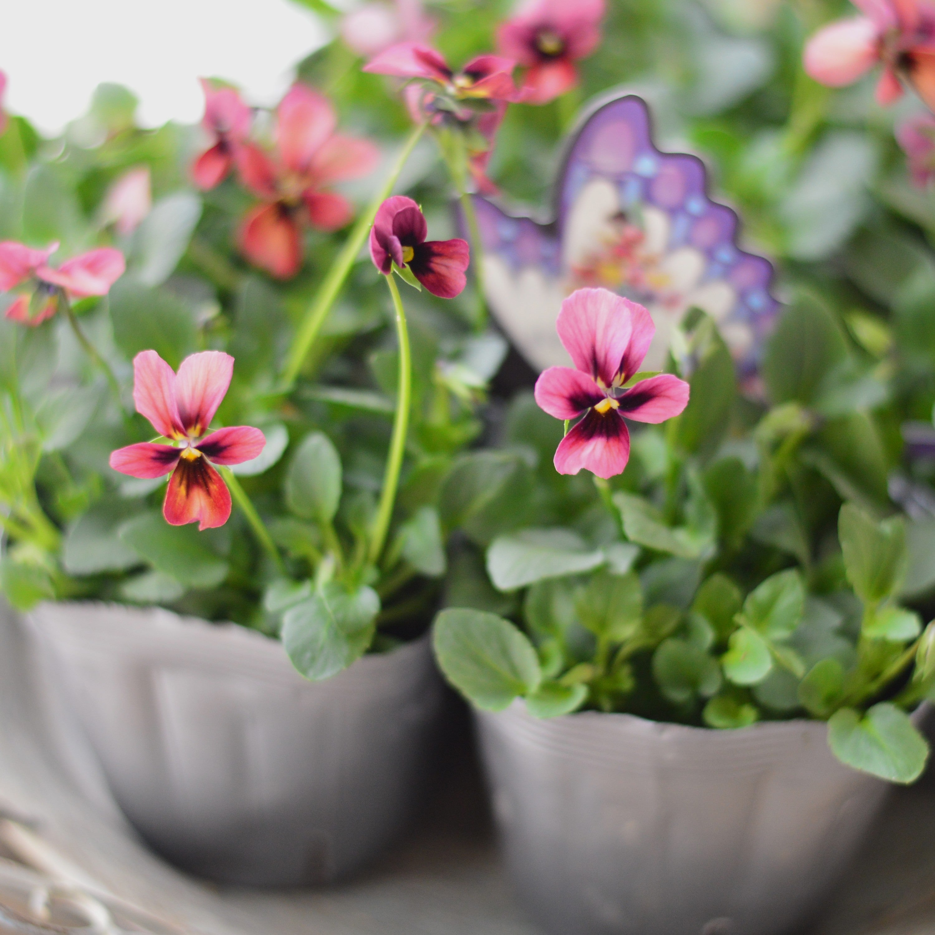 【うえたさん育種】 ビオラ 『パピヨンワールド・A』 3.5寸POT