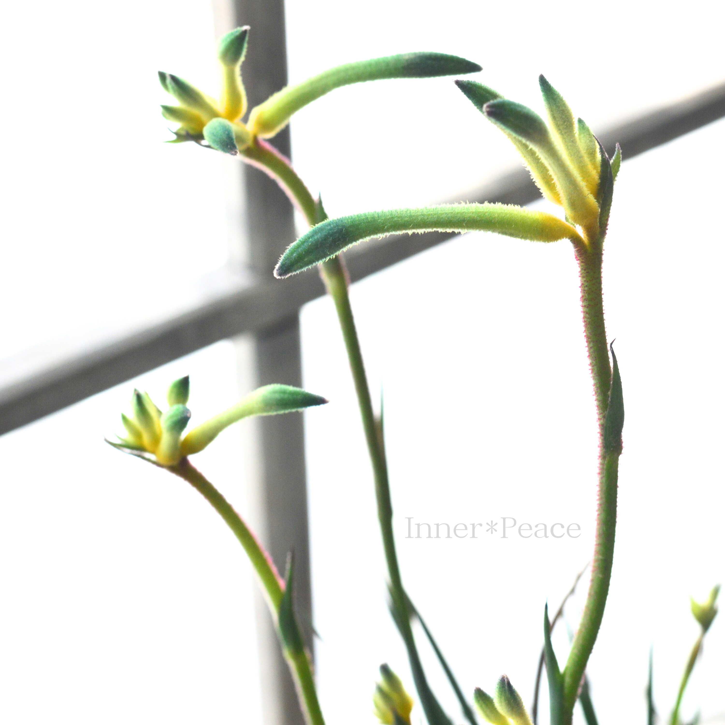 【個性的】 カンガルーポウ 『セレブ・オージースピリット』 3.5寸ロングPOT