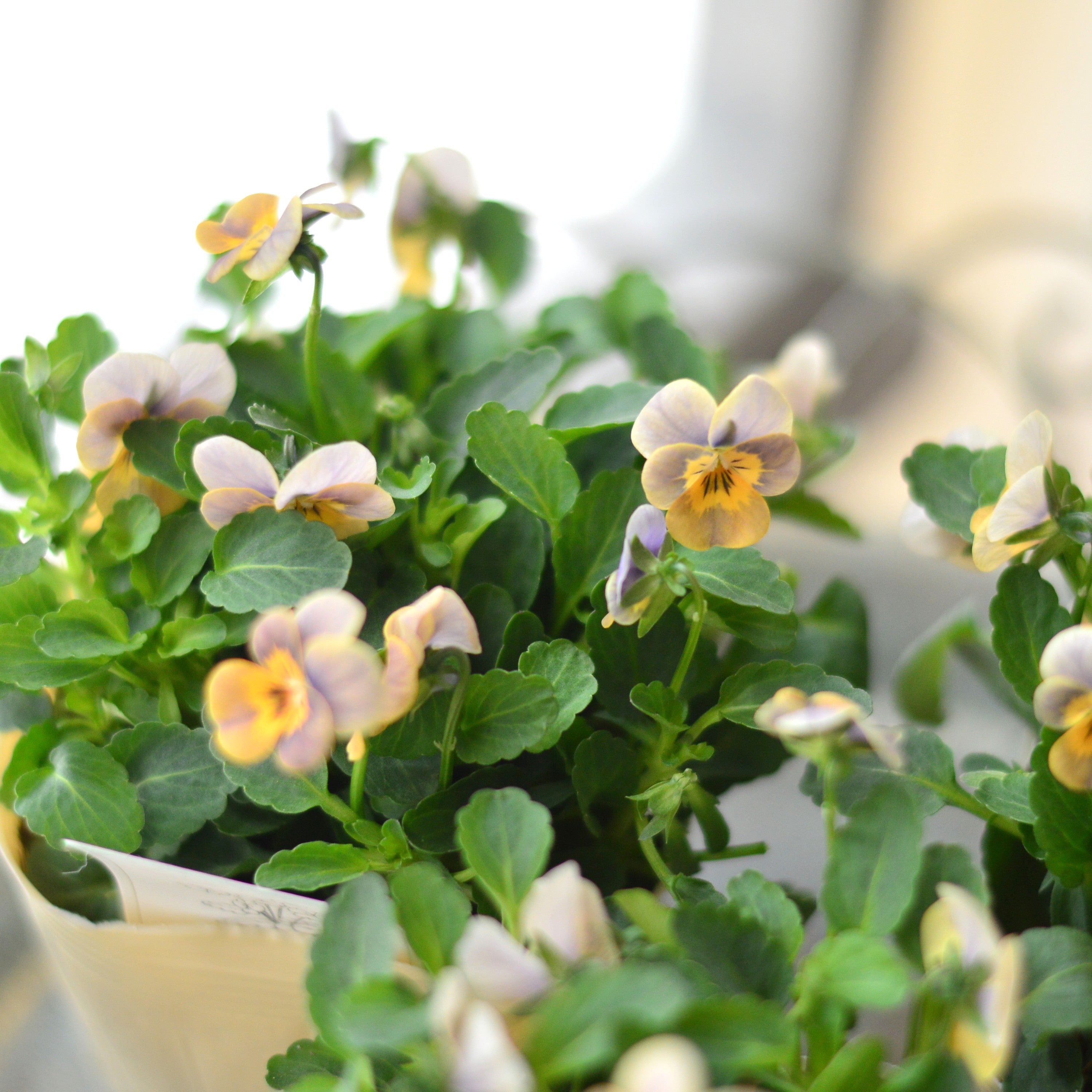 【かわいい】 小輪ビオラ 『ビオレッタ・B』 3.5寸POT